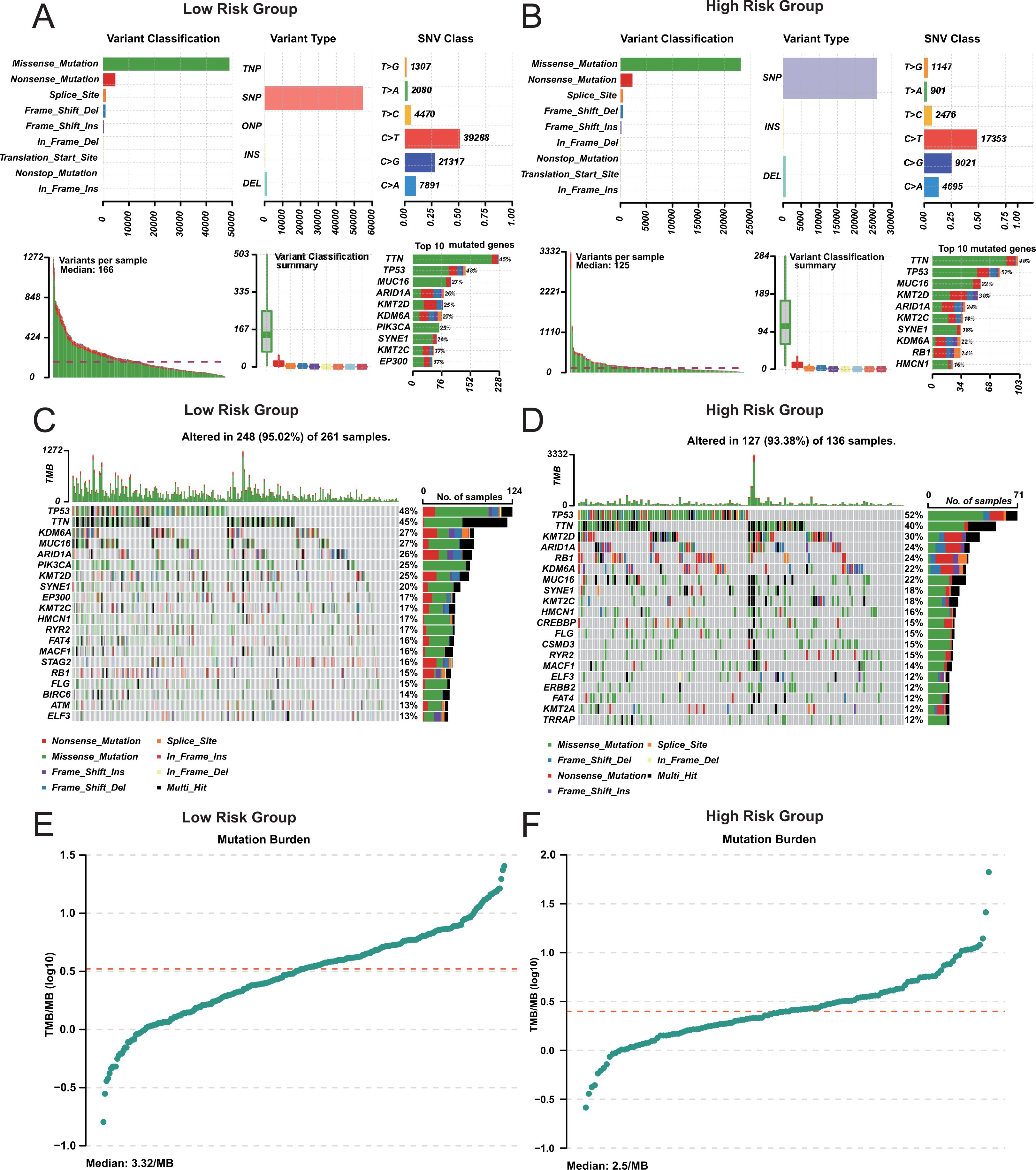 Graphs show genetic variations for low and high risk groups. Panels A and B display variant classification, type, and SNV class. Panels C and D show gene mutations, with proportions of affected samples. Panels E and F illustrate mutation burdens, with median values of 3.32MB and 2.5MB, respectively.