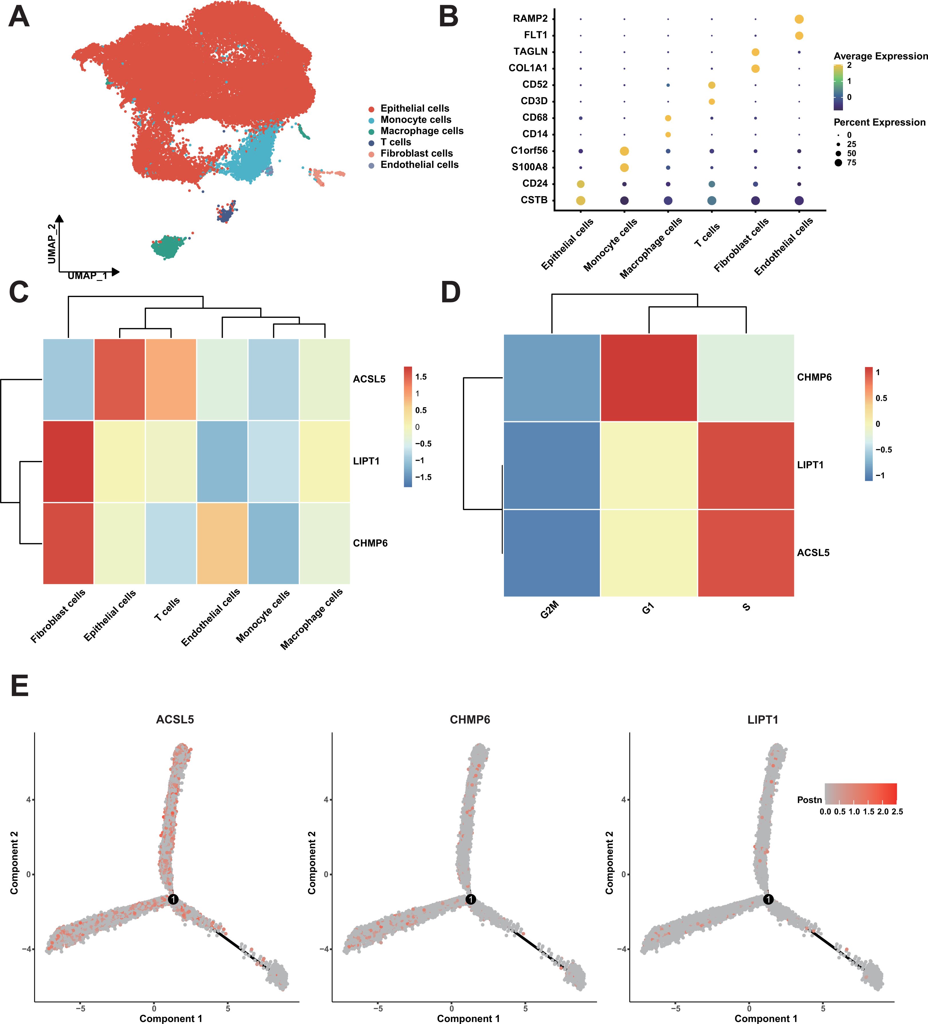 A composite image displays multiple data visualizations: A) UMAP plot showing clusters of various cell types, including epithelial and immune cells, color-coded by type. B) Dot plot indicating gene expression levels across different cell types, with dot size representing percentage expressed and color intensity showing average expression. C) Heatmap comparing gene expression across different cell types. D) Heatmap illustrating gene expression during different cell cycle phases. E) Three plots showing the distribution of three genes (ACSL5, CHMP6, LIPT1) across two principal components, with a color gradient for expression levels.
