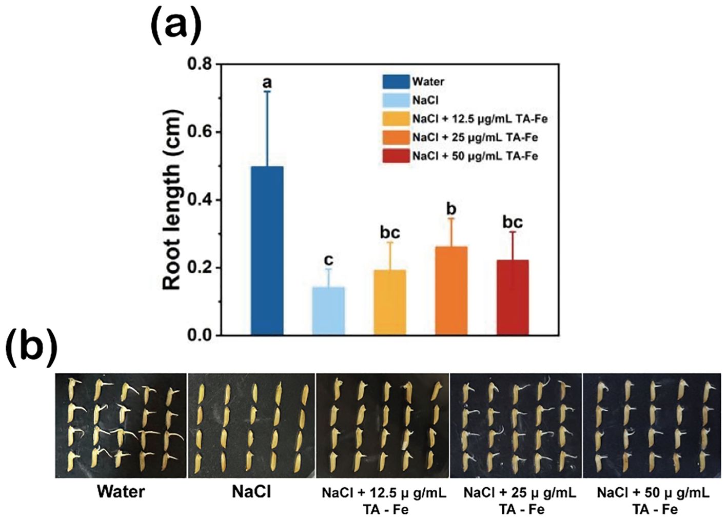 Bar chart and photograph showing the effects of different treatments on root length. Chart (a) displays root length in centimeters for treatments: Water, NaCl, NaCl with 12.5, 25, and 50 micrograms per milliliter TA-Fe, with Water having the longest root length. Photograph (b) shows seed samples corresponding to each treatment, with visible variations in root development.