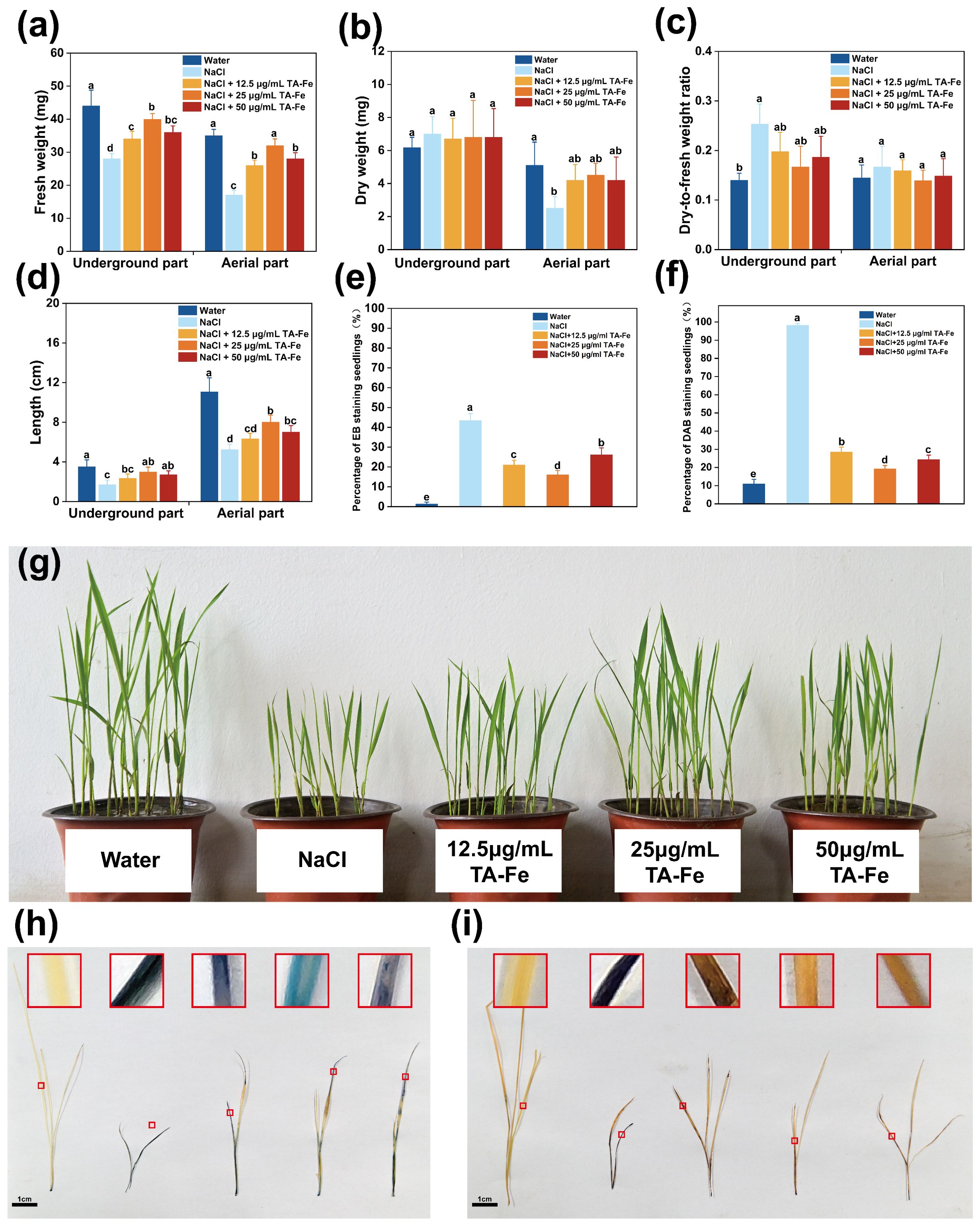 Graphs and images depict the effects of different treatments on plant growth and health. Charts (a-f) compare fresh weight, dry weight, length, weight ratio, and seedling percentages under various conditions. Image (g) shows plants in pots labeled with treatments, illustrating growth differences. Images (h) and (i) display dried leaves with insets highlighting details, illustrating effects of treatments on leaf coloration and condition. Each image provides visual evidence of the impact of different treatments on plant vitality and development.