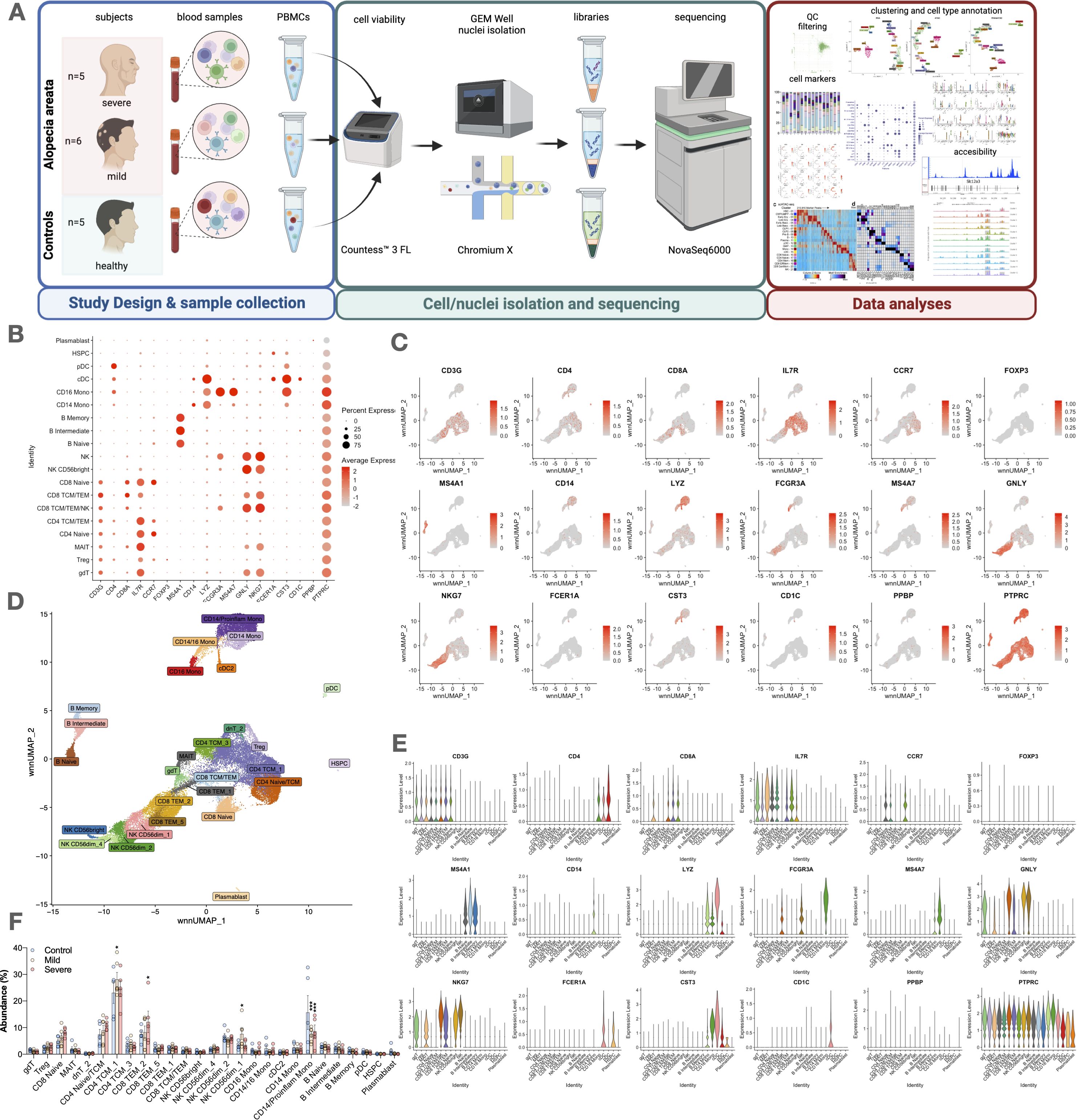 Flowchart and data visualizations depict a study on alopecia. Panel A shows the study design and sample processing workflow, including blood sample collection and sequencing. Panel B displays a dot plot of marker expression. Panel C illustrates expression patterns in various cell types using scatter plots. Panel D shows a labeled cluster map. Panel E presents violin plots of gene expression in cell clusters. Panel F contains a bar graph comparing gene expression in control and alopecia groups.