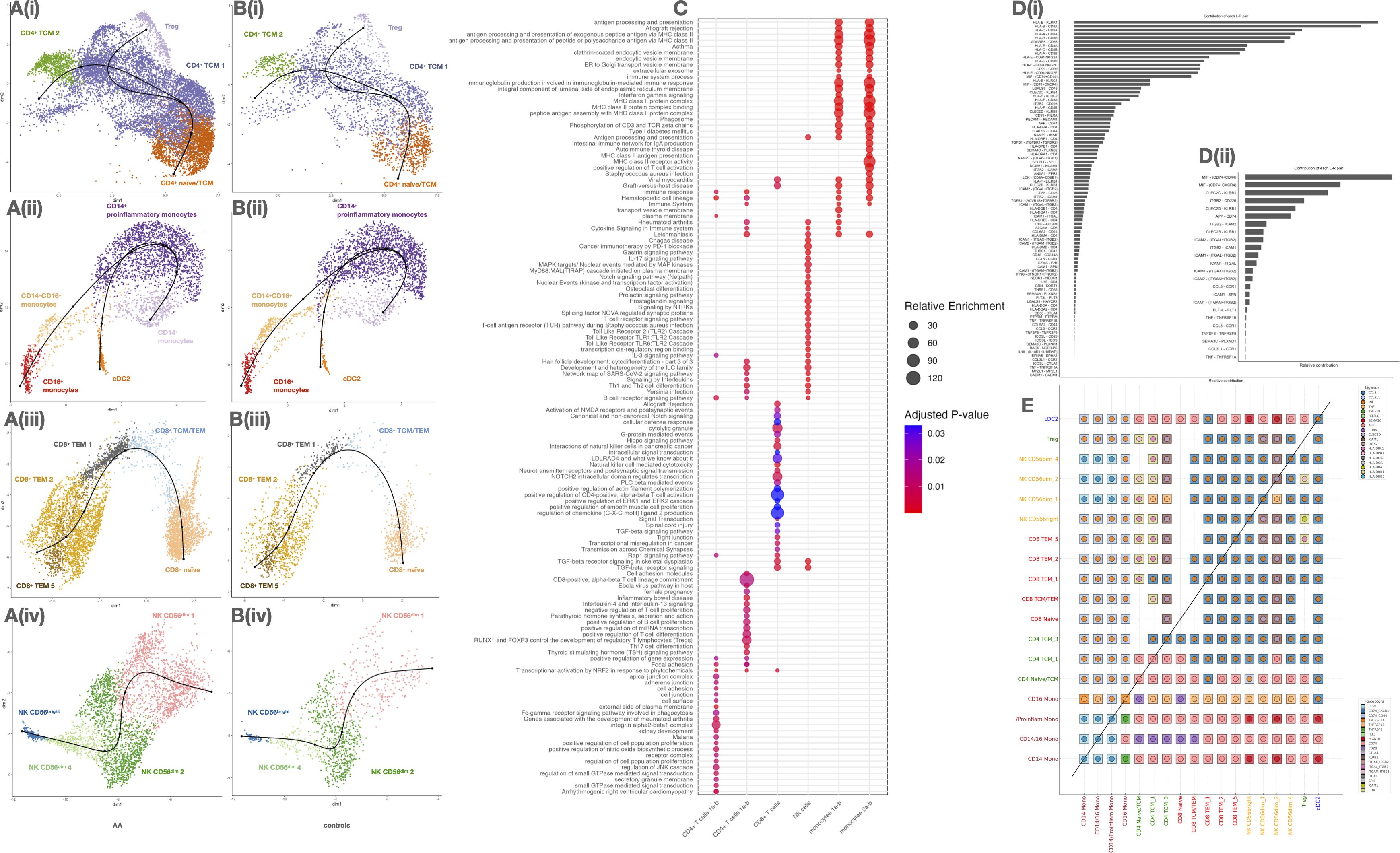 The image consists of multiple panels showing scientific data visualizations. Panels A(i) to A(iv) and B(i) to B(iv) display scatter plots of immune cell populations. Panel C presents a dot plot indicating relative enrichment and adjusted P-value of various pathways. Panels D(i) and D(ii) show bar graphs of expression levels of specific genes. Panel E features a correlation matrix with color-coded squares representing different cell types. Each visualization illustrates complex biological information related to gene expression and cell type differentiation.