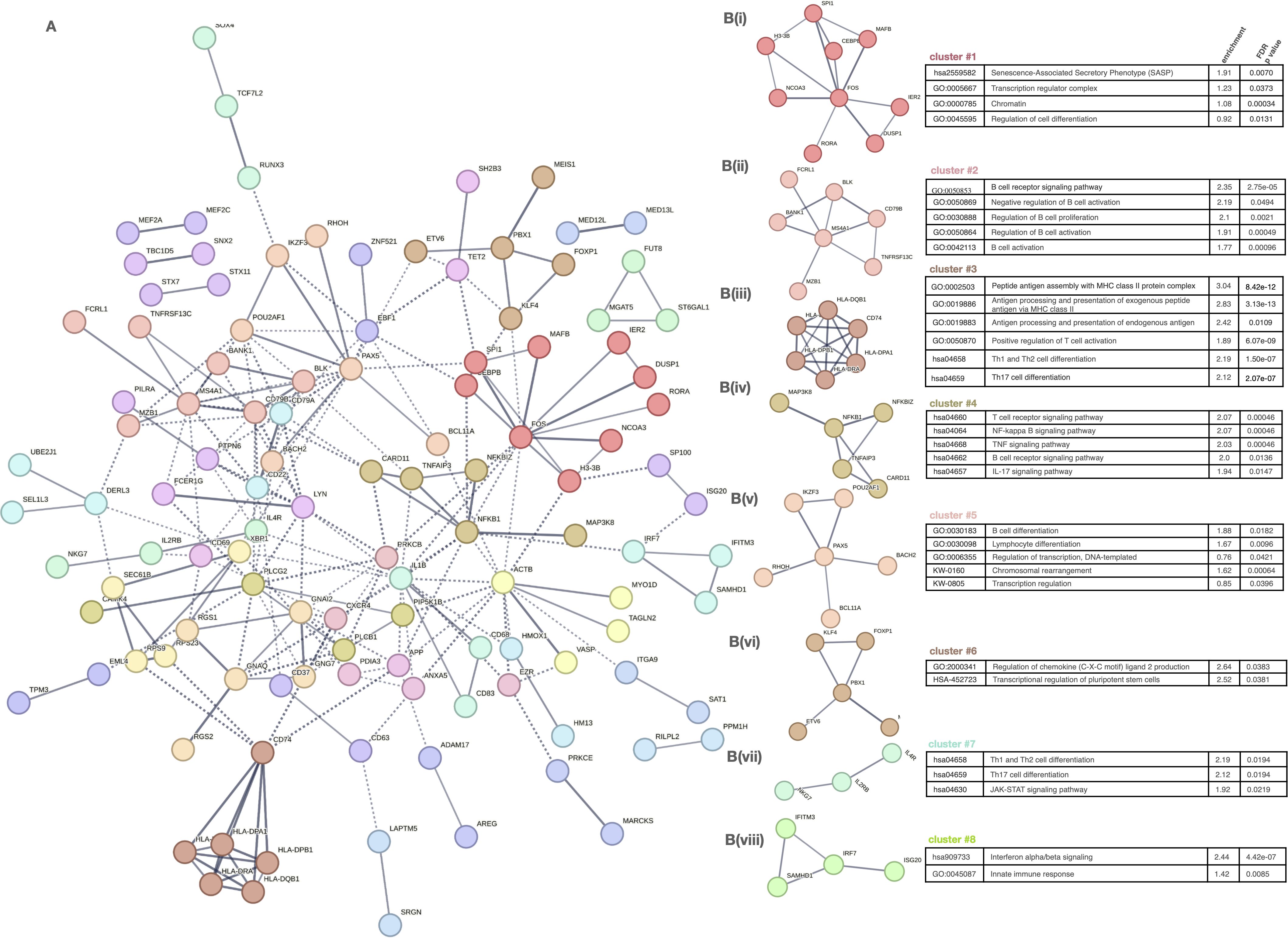Network diagram of protein-protein interactions, showing various colored nodes connected with solid and dotted lines, representing different protein clusters. Panel B details clusters B(i) to B(viii), listing associated biological processes and pathways with statistical data.