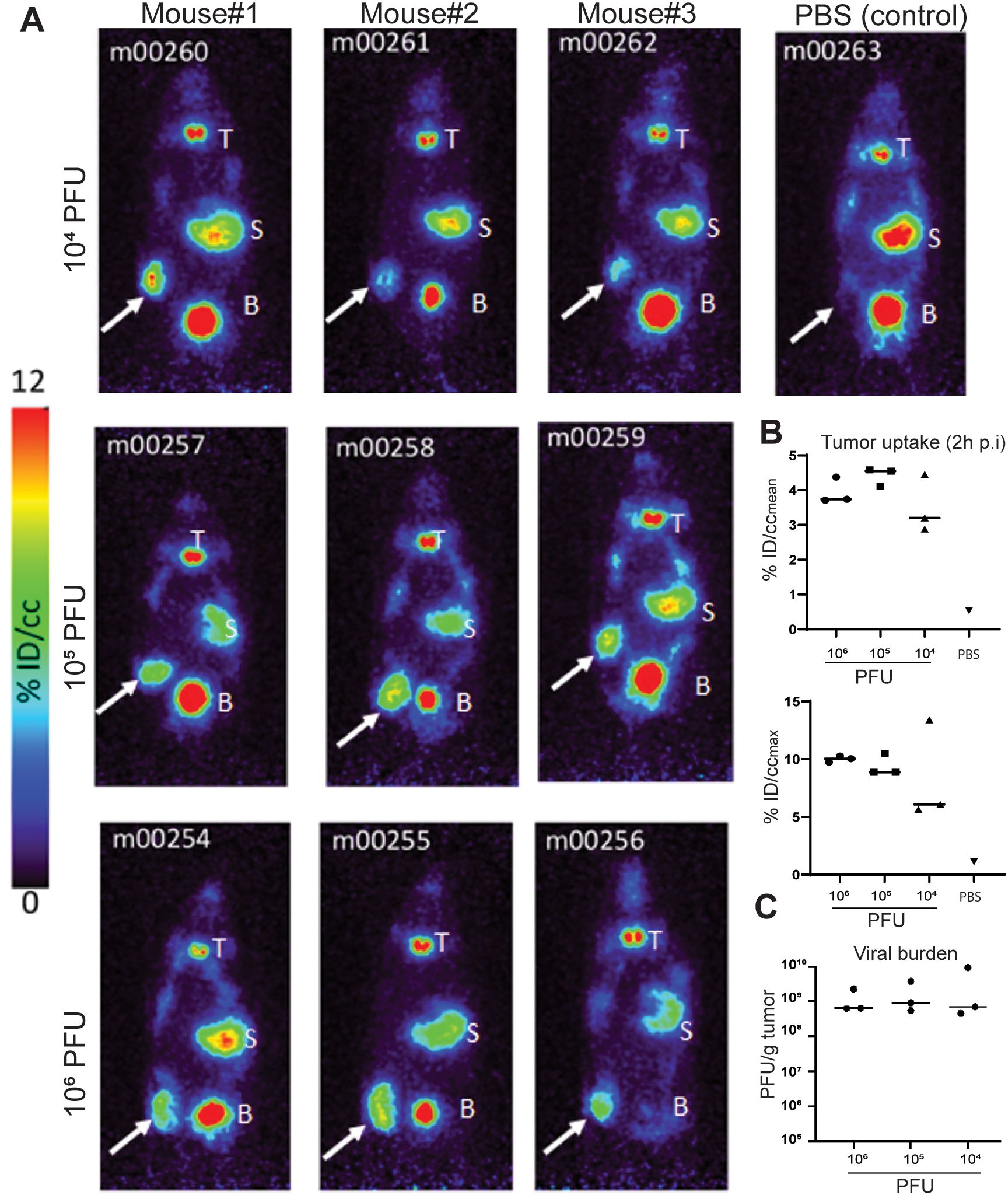 Composite image showing PET scans of mice, labeled Mouse#1 to Mouse#3, with varying PFU doses and a PBS control. Arrows and color gradients indicate areas of uptake in tumors, spleens, and bladders. A color bar illustrates %ID/cc values from 0 to 12. Graphs labeled B and C display tumor uptake and viral burden data across different PFU levels, showing quantified results as scatter plots with axes labeled “% ID/Ccmax” and “PFU/g tumor.