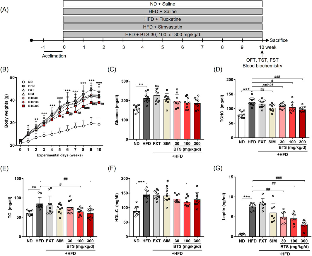 Graphs showing effects of treatments on body weight and metabolic parameters in mice over 10 weeks. (A) Timeline of the study schedule and behavioral tests. (B) Weekly body weight changes by group. (C-G) Bar graph of endpoint plasma measures: glucose, total cholesterol (TCHO), triglycerides (TG), HDL-C, and leptin. Groups include normal diet (ND), high-fat diet (HFD), fluoxetine (FXT), simvastatin (SIM), and Bangpungtongsung-san (BTS) at 30, 100, or 300 mg/kg/day plus HFD. Bars/lines display mean ± SD; individual data points shown in panels C–G. Symbols mark statistical significance versus ND or HFD.
