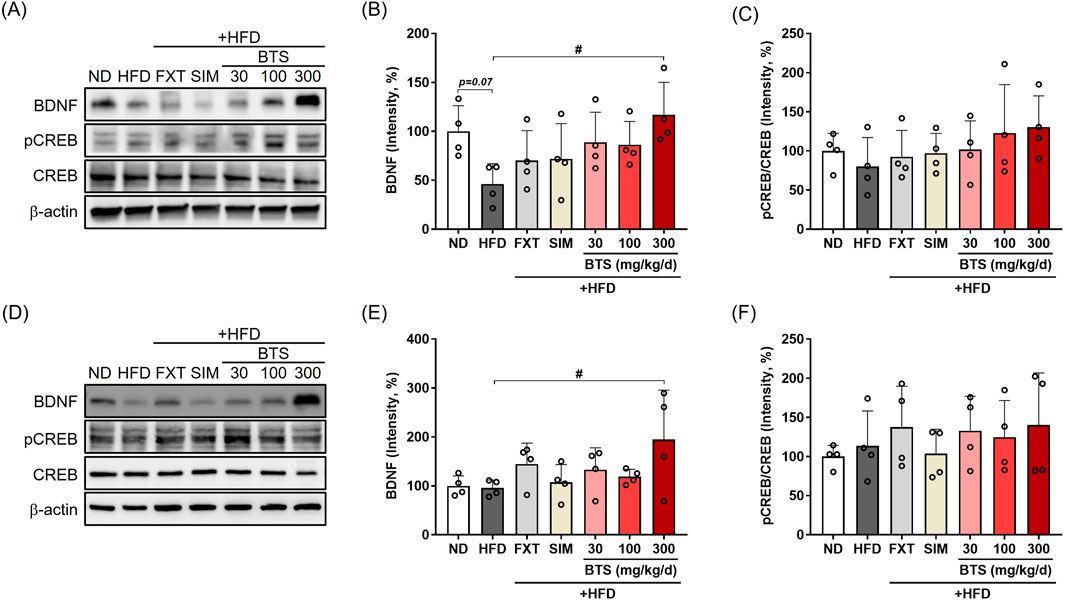 Western blot images and bar graph show BDNF and pCREB/CREB levels across treatment groups: normal diet (ND), high-fat diet (HFD), fluoxetine (FXT), simvastatin (SIM), and BTS at 30-300 mg/kg/day. PFC results (Panels A-C): Representative blots for BDNF, pCREB, CREB, and β-actin (A), BDNF intensity (B), and pCREB/CREB ratio (C). HPC results (Panels D-F): Representative blots for BDNF, pCREB, CREB, and β-actin (D), and each quantification (E, F). β-actin is the loading control. Bars show means ± SD with individual data points. Hash marks denote statistical significance versus HFD.