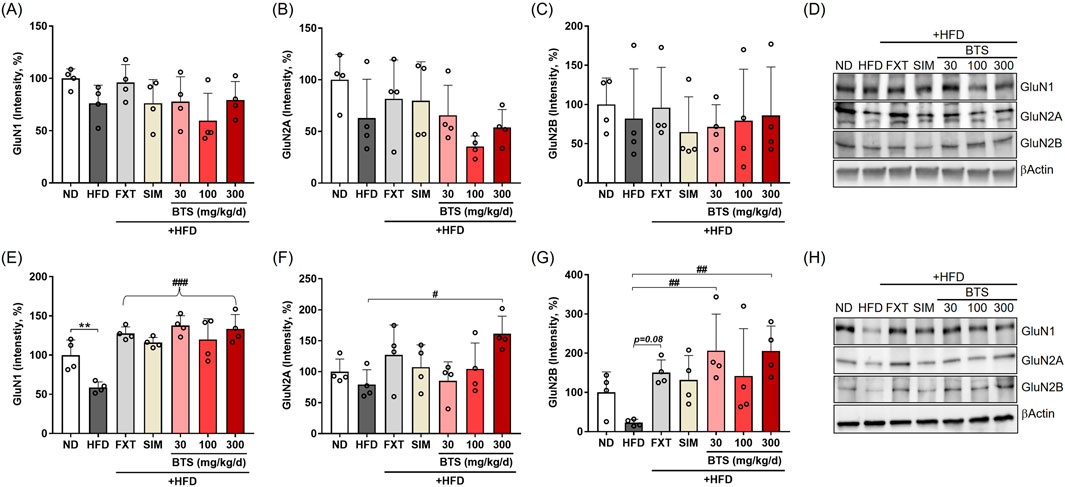 Bar graphs and Western blot images show NMDA receptor subunit expression levels. Panels A-C and E-G display intensity percentages of GluN1, GluN2A, and GluN2B in PFC and HPC, respectively, across various treatments including normal diet (ND), high-fat diet (HFD), fluoxetine (FXT), simvastatin (SIM), and BTS at different doses. Panels D and H display Western blot images for the same proteins with β- Actin as the loading control. Statistical significance is indicated with p-values and error bars.