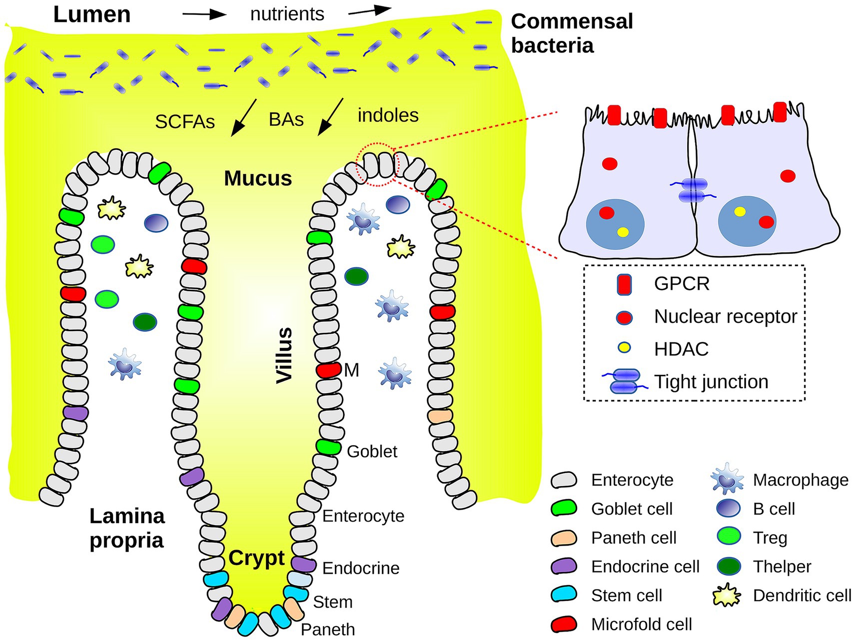 Diagram showing the intestinal epithelium interface with the lumen. Commensal bacteria and nutrients are present in the lumen, producing short-chain fatty acids, bile acids, and indoles. The villus and crypt structures contain various cells, including enterocytes, goblet cells, paneth cells, and others. Insets highlight cell membrane components like GPCRs, nuclear receptors, HDACs, and tight junctions. The legend identifies cell types and structures depicted in different colors.