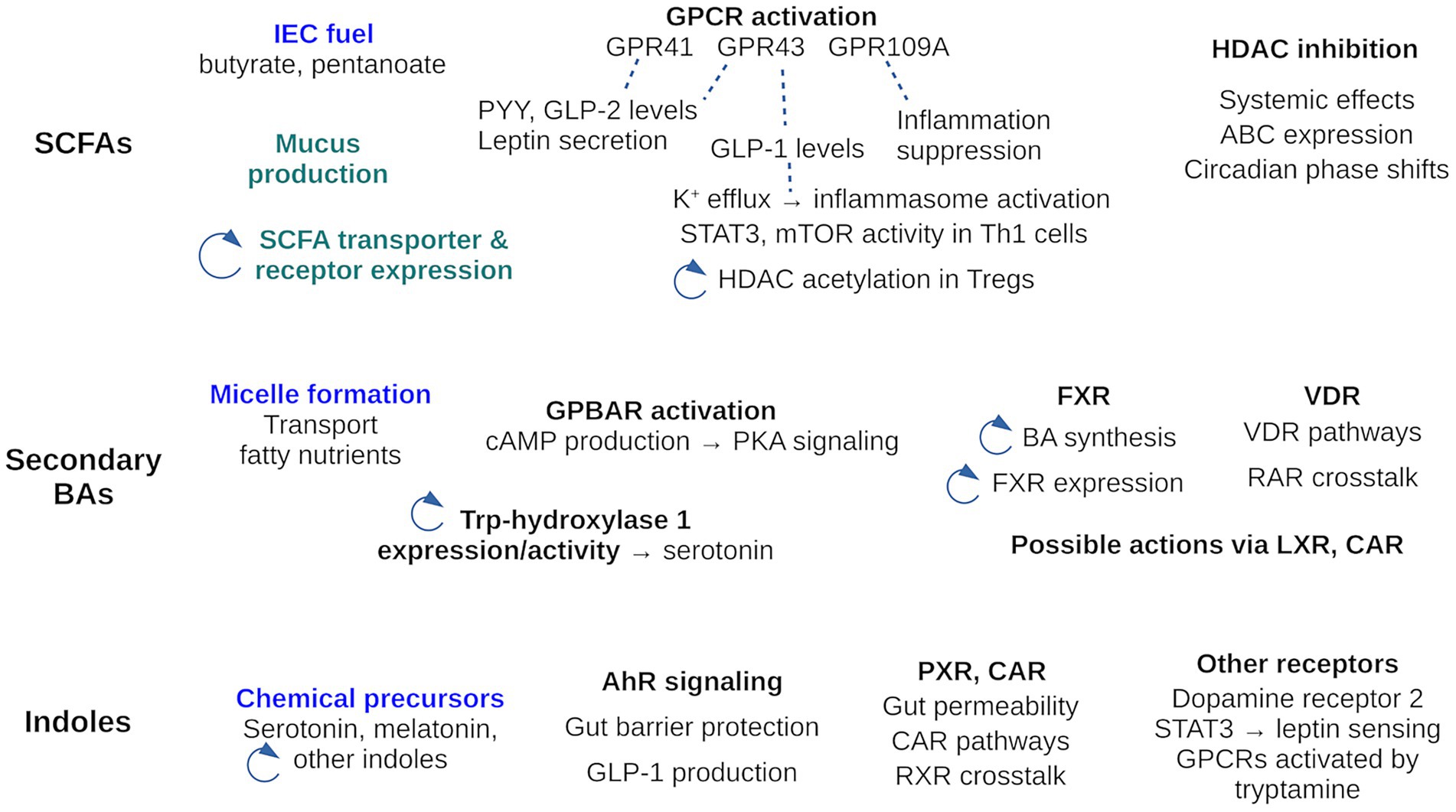 Diagram illustrating the effects of SCFAs, secondary BAs, and indoles. SCFAs impact GPCR activation, mucus production, and HDAC inhibition. Secondary BAs influence micelle formation, GPBAR activation, FXR, and VDR pathways. Indoles are chemical precursors affecting AhR signaling, PXR, and other receptors. Arrows denote various biological pathways and interactions.