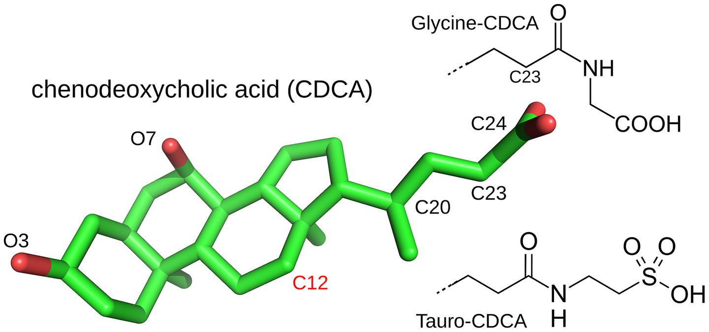 Molecular structure of chenodeoxycholic acid (CDCA) depicted as a green 3D rendering. Key atoms like C12, O3, and O7 are labeled. Glycine-CDCA and Tauro-CDCA derivatives are shown as chemical structures.