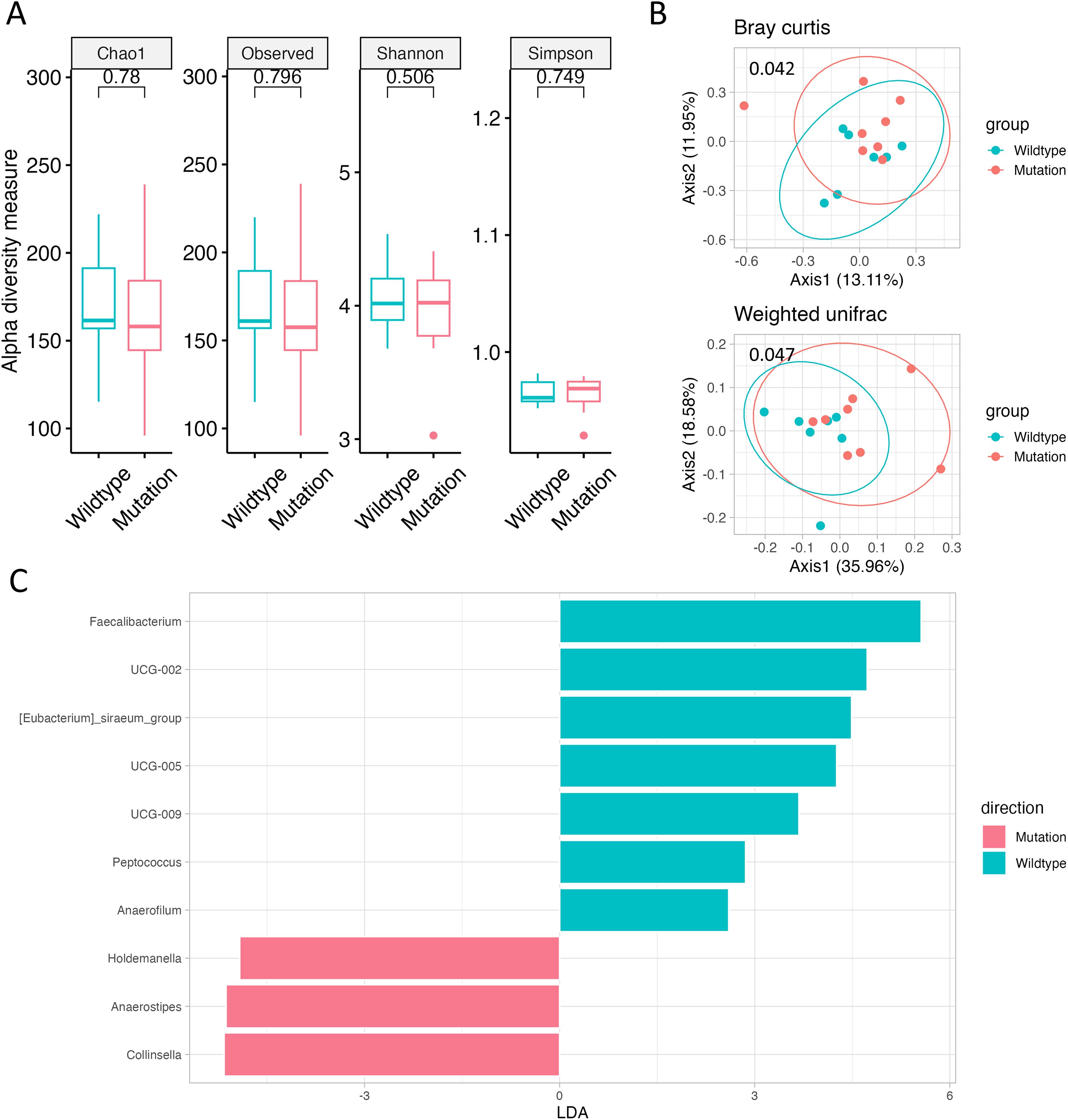 Chart A shows boxplots comparing alpha diversity measures (Chao1, Observed, Shannon, Simpson) between wildtype and mutation groups. Chart B features Bray Curtis and Weighted Unifrac scatter plots with ellipses indicating group clustering, displaying p-values. Chart C is a bar chart illustrating taxa with LDA scores, indicating microbial differences between wildtype and mutation groups, with specific bacteria listed.