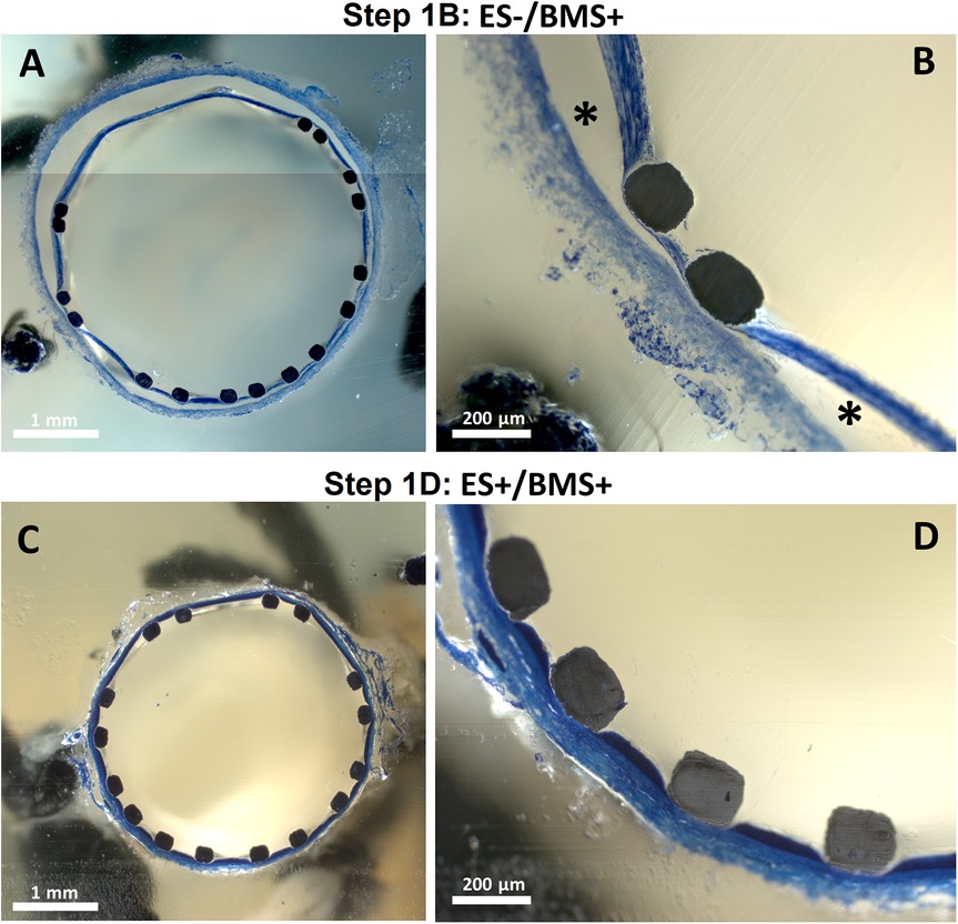 Microscopic images of tissue samples at two steps: Step 1B (ES-/BMS+) and Step 1D (ES+/BMS+). Panels A and C show full circular cross-sections with evenly spaced black dots. Panels B and D offer close-ups of the section edge, highlighting texture and color variations. Scale bars indicate 1 millimeter in A and C, and 200 micrometers in B and D.