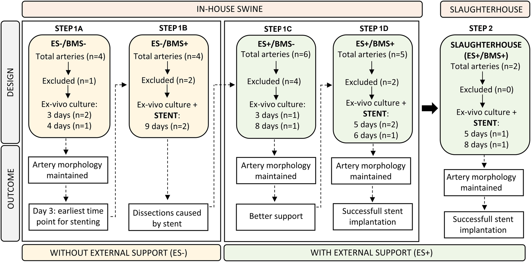Flowchart illustrating the design and outcomes of in-house swine and slaughterhouse experiments. Steps 1A to 1D show variations in external support (ES) and bare-metal stent (BMS) usage across four groups. Each step details total arteries used, exclusions, ex-vivo culture durations, and outcomes like artery morphology maintenance and stent implantation success. Step 2 involves slaughterhouse arteries with external support and stents, resulting in successful implantation. The chart contrasts procedures with and without external support, highlighting results such as stent-induced dissections and successful morphology maintenance.