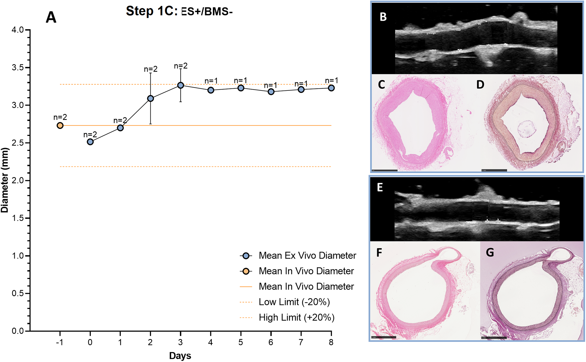 Line graph labeled \"Step 1C: ES+/BMS-\" showing vessel diameter over eight days, with data points and error bars. Below, ultrasound images (B, E) and histological cross-sections (C, D, F, G) illustrate cellular changes. Mean diameter lines include both ex vivo and in vivo measurements, with high and low limits.