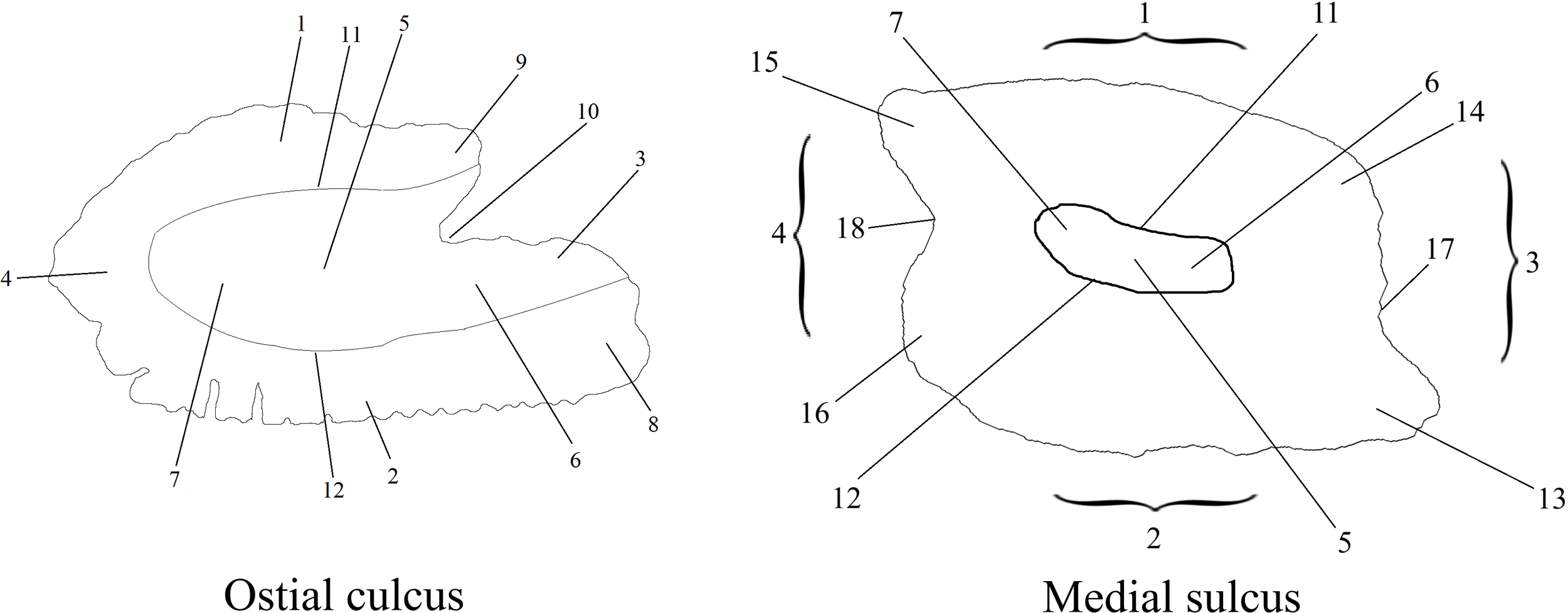 Illustration showing two labeled diagrams of culcus structures. The left diagram is titled “Ostial culcus” and has labels numbered one to twelve. The right diagram is titled “Medial sulcus” and has labels numbered one to eighteen. Both diagrams display detailed shapes and contours with numbered parts specified by lines.