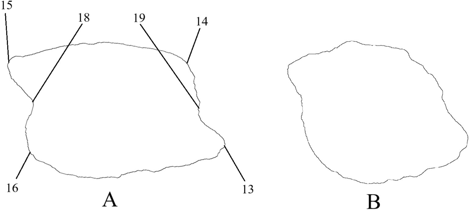 Outline drawings of two irregular shapes labeled A and B. Shape A has points marked with numbers 13, 14, 15, 16, 18, and 19 around its perimeter. Shape B has no markings. Both shapes appear to have uneven, natural edges.