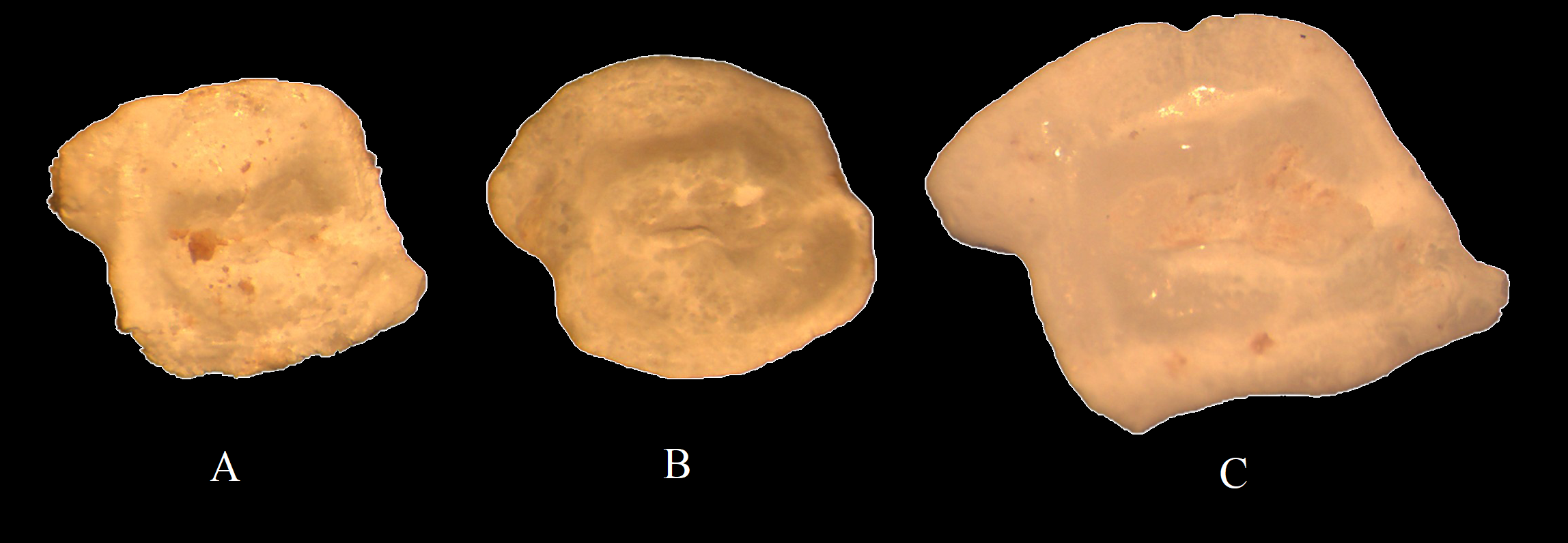 Three otoliths labeled A, B, and C are shown against a black background.