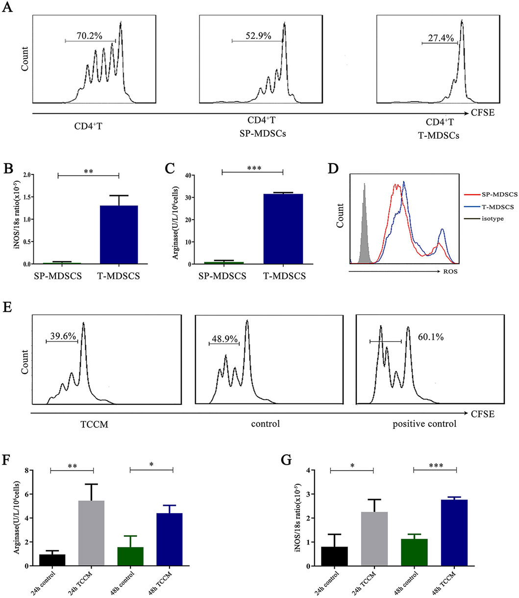 Flow cytometry and bar graphs analyzing immune cell activity. Panel A displays CFSE-labeled CD4+ T cells with SP-MDSCs and T-MDSCs, showing varying proliferation percentages. Panel B and C compare iNOS and arginase activity between SP-MDSCs and T-MDSCs, with significant differences indicated. Panel D shows ROS levels in SP-MDSCs and T-MDSCs. Panel E presents CFSE profiles of TCCM, control, and positive control. Panels F and G display arginase and iNOS ratios under different conditions, with statistical significance noted.