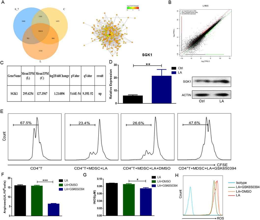 This image presents multiple panels with various scientific data visualizations. Panel A features a Venn diagram and a network diagram highlighting gene interactions, with SGK1 prominently labeled. Panel B shows a scatter plot comparing log-transformed values for different conditions. Panel C includes a table with gene expression data for SGK1, indicating increased expression. Panel D displays a bar graph and Western blot images comparing SGK1 expression in control and LA conditions. Panel E provides flow cytometry histograms for CD4+ T cells under different treatments. Panel F and G present bar graphs showing enzymatic activity for arginase and NOS. Panel H displays a histogram overlay for ROS levels under different conditions.