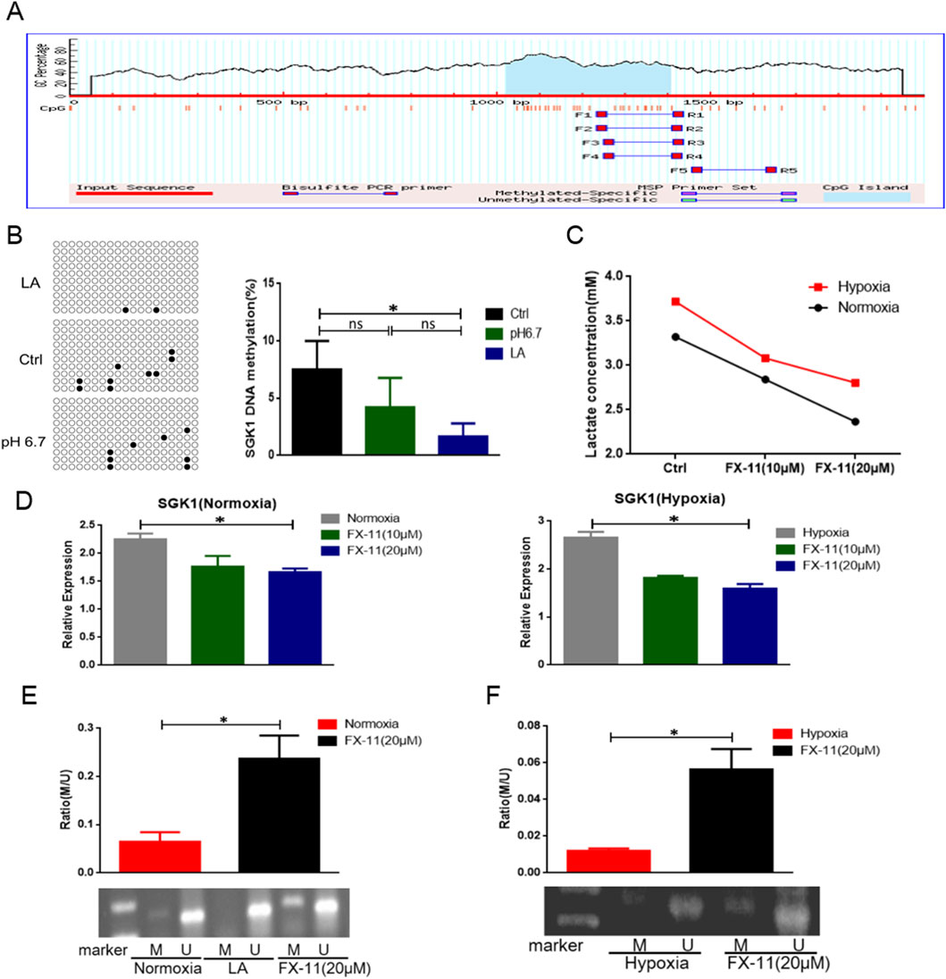 Group of scientific graphs and diagrams illustrating various experimental results. Panel A shows a methylation analysis with a bisulfite primer map and CpG island data. Panel B contains DNA methylation percentages and visual data of methylated sites for different conditions. Panel C presents a line graph depicting lactate concentration changes under normoxia and hypoxia with treatments. Panel D shows bar graphs of SGK1 expression levels under normoxia and hypoxia with various treatments. Panels E and F display bar graphs and gel electrophoresis images comparing methylation under different conditions. Data highlights statistical differences marked by asterisks.