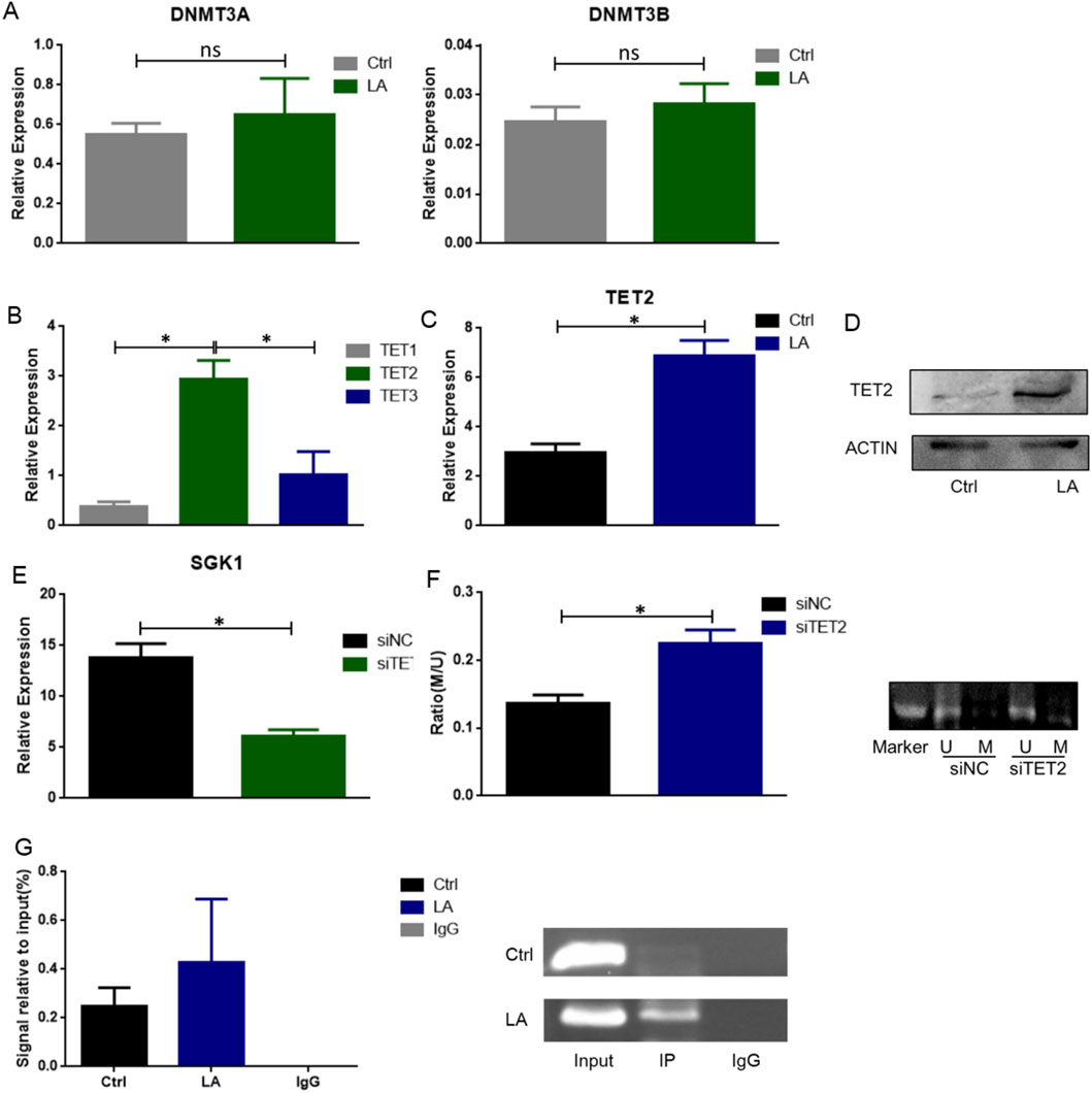 Panel of graphs and images displaying various gene expression analyses. A: Bar graphs showing relative expression of DNMT3A and DNMT3B with no significant difference (ns) between control (Ctrl) and LA treatments. B: Bar graph indicating relative expression of TET1, TET2, and TET3, with significant increases in TET2 for LA treatment. C: Bar graph depicting the significant increase of TET2 expression in LA compared to Ctrl. D: Western blot of TET2 and ACTIN for Ctrl and LA treatments. E: Bar graph of SGK1 expression, decreased in siTE compared to siNC. F: Bar graph showing the M/U ratio, increased for siTET2 compared to siNC; gel with three bands for Marker. G: Bar graph comparing signal relative to input for Ctrl, LA, and IgG, plus a gel showing Input, IP, and IgG bands for Ctrl and LA.