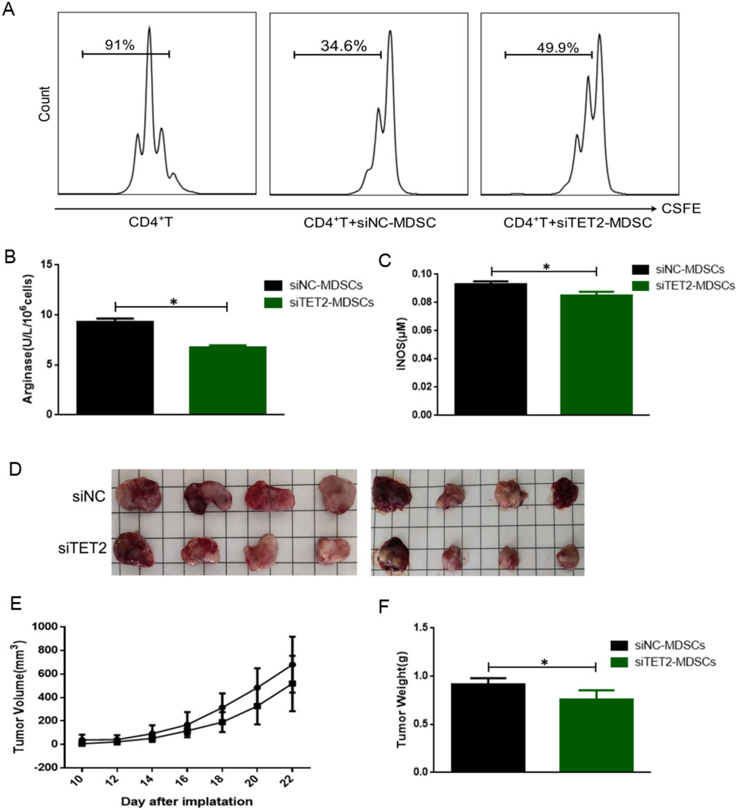Flow cytometry and bar graphs highlighting cell proliferation and enzyme levels are presented. Panel A shows CSFE-stained CD4+T cells with different myeloid-derived suppressor cell conditions, indicating percentages. Panels B and C depict bar graphs comparing arginase activity and iNOS levels between siNC-MDSCs and siTET2-MDSCs, showing a significant reduction in siTET2-MDSCs. Panel D displays tumor samples from siNC and siTET2 groups on a grid. Panel E is a line graph showing tumor volume over time, while panel F is a bar graph comparing tumor weights between the groups, indicating significant differences.