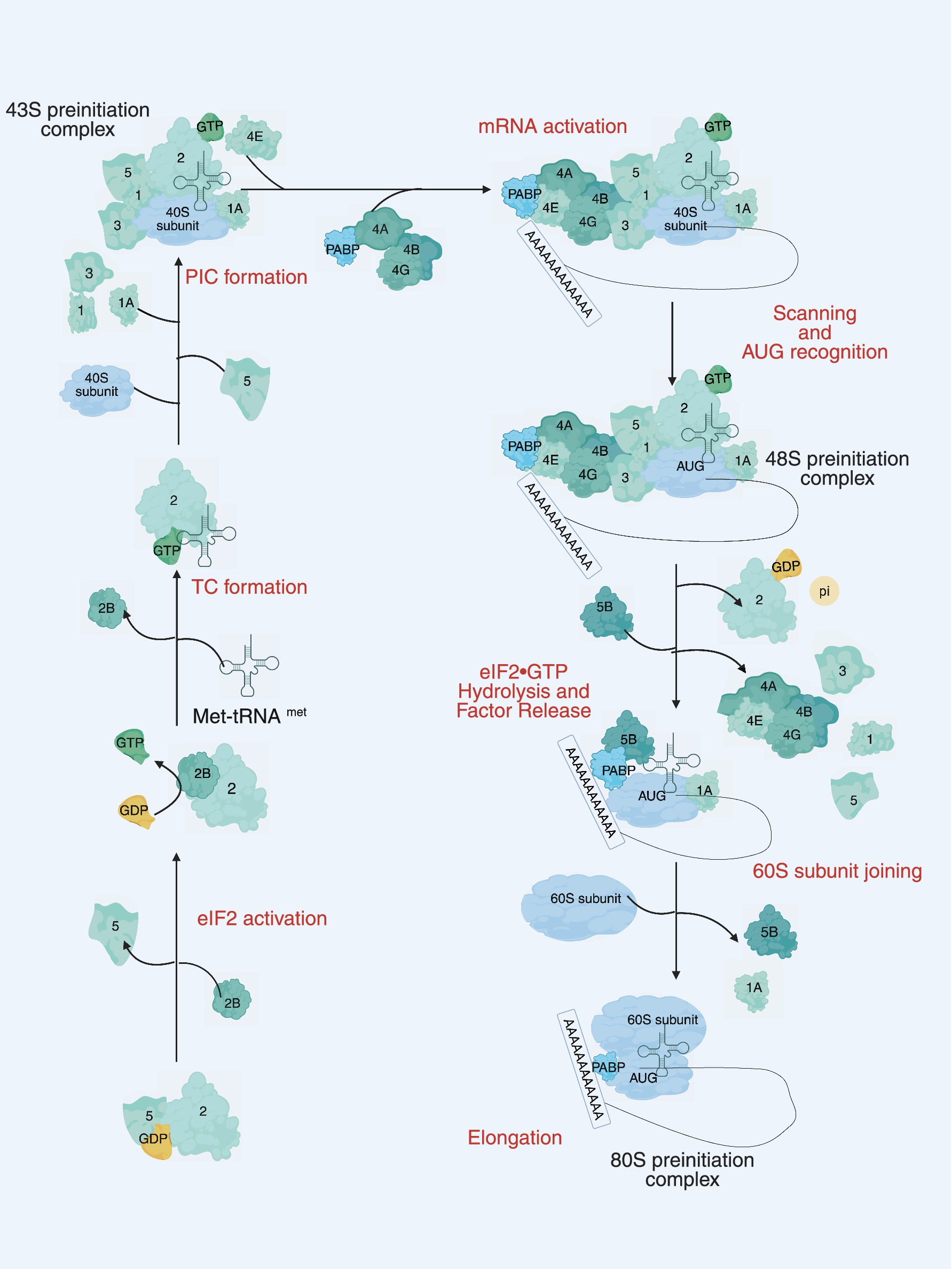 Diagram illustrating eukaryotic translation initiation. Steps involve 43S preinitiation complex, mRNA activation, and 48S complex formation. Key processes include scanning, AUG recognition, 60S subunit joining, and elongation. Elements like GTP, GDP, and various factors (e.g., eIF2, PABP) are highlighted, alongside structural components like the 40S and 60S ribosomal subunits.