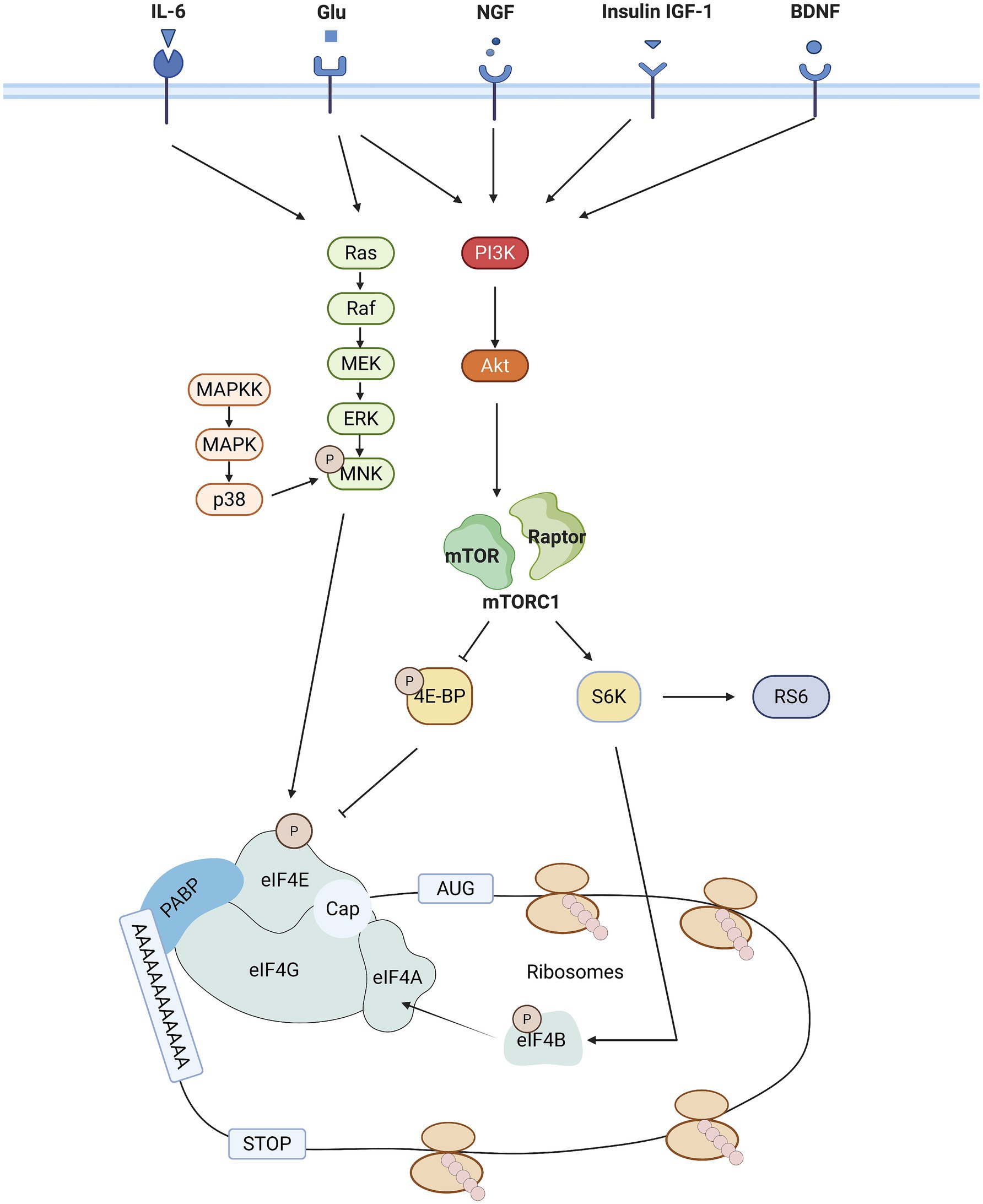 Diagram illustrating signaling pathways related to IL-6, Glu, NGF, Insulin IGF-1, and BDNF. Pathways involve Ras, Raf, MEK, ERK, MNK, PI3K, Akt, mTORC1 with mTOR and Raptor, and downstream elements like 4E-BP, S6K, ribosomes, and proteins eIF4E, eIF4G, eIF4A, eIF4B, and PABP. Signaling leads to phosphorylation events, influencing protein synthesis involving AUG and STOP codons.
