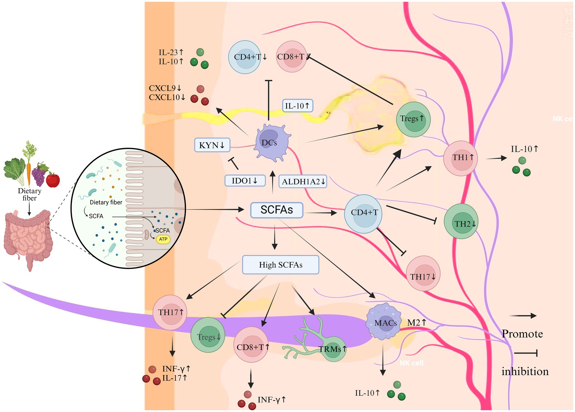 This illustration demonstrates the impact of short-chain fatty acids (SCFAs) on the immune system. On the left, dietary fiber in the intestines is shown to produce SCFAs, which subsequently influence various immune cells, including CD4+ T cells, dendritic cells, regulatory T cells (Tregs), TH1, TH2, TH17, and macrophages. Arrows indicate whether the effects are promotive or inhibitory, with key markers such as IL-23, IL-10, CXCL9, CXCL10, KYN, IDO1, and ALDH1A2 highlighted for cellular processes. The image emphasizes the modulation of immune components due to SCFAs, illustrating pathways that promote immune balance.