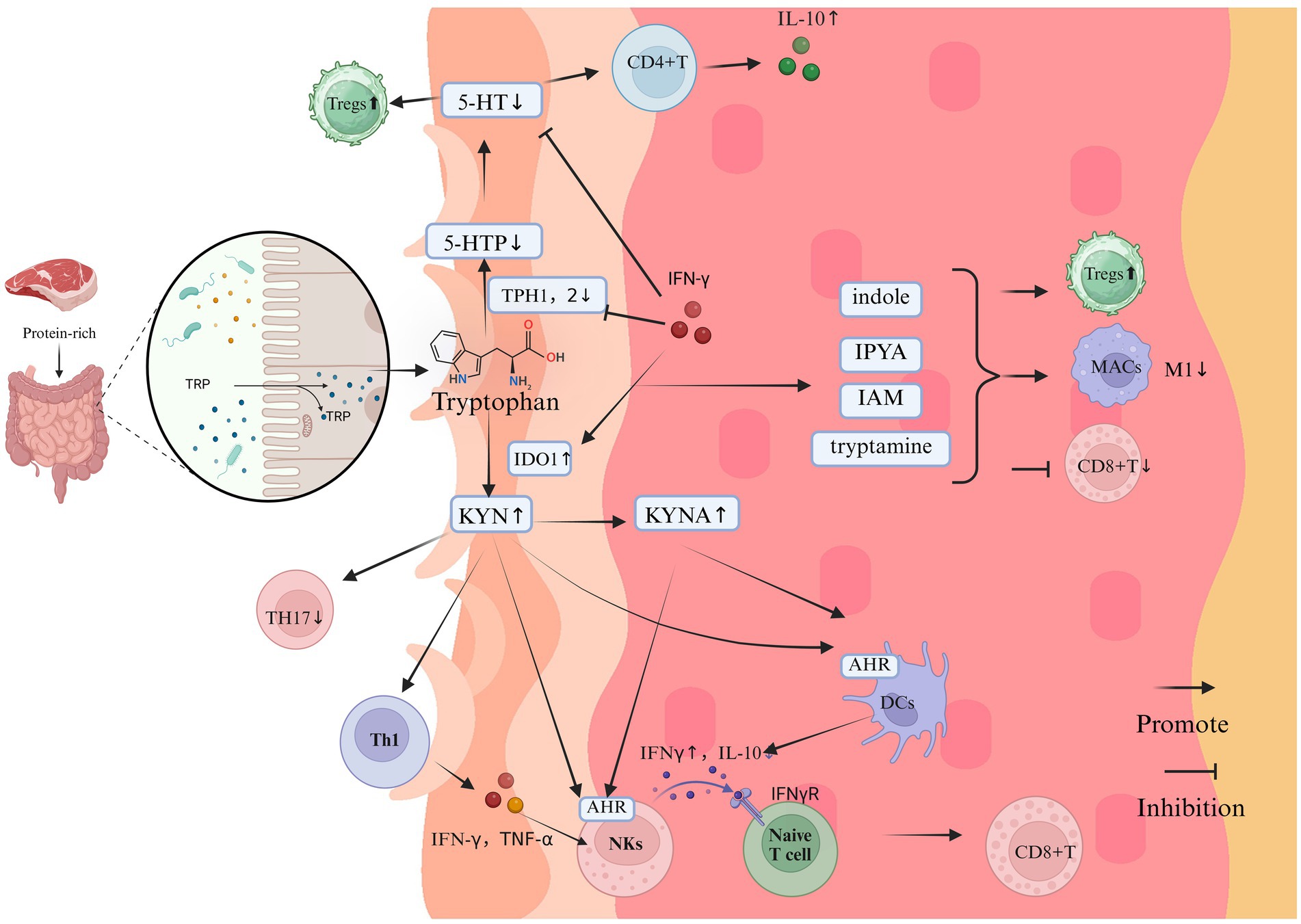 This diagram illustrates tryptophan metabolism and its effects on immune cells. It depicts the conversion of tryptophan into various metabolites, including serotonin (5-HT), kynurenine (KYN), and indole-based compounds, and their influence on immune pathways. Key elements include tryptophan sourced from a protein-rich diet and its effects on immune cells such as regulatory T cells (Tregs), CD4+ T cells, and CD8+ T cells, highlighting pathways of promotion and inhibition.