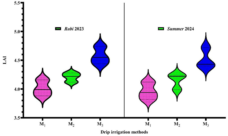 Violin plots comparing Leaf Area Index (LAI) for three drip irrigation methods (M1, M2, M3) across two seasons: Rabi 2023 and Summer 2024. The plots show variations for each method, with Rabi 2023 in purple, green, and blue hues, and Summer 2024 similarly colored. The LAI values range from 3.5 to 5.5.
