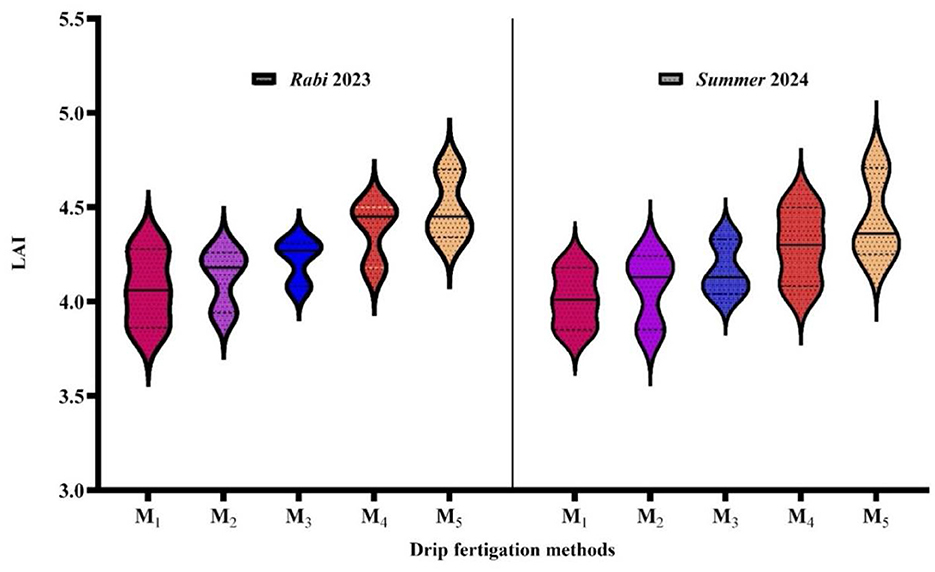 Violin plot comparing leaf area index (LAI) across different drip fertigation methods labeled M1 to M5 during Rabi 2023 and Summer 2024. Each method shows variations in LAI distributions, with Rabi plots generally wider compared to Summer, indicating greater variability in LAI during the Rabi season. Colors differentiate the methods.