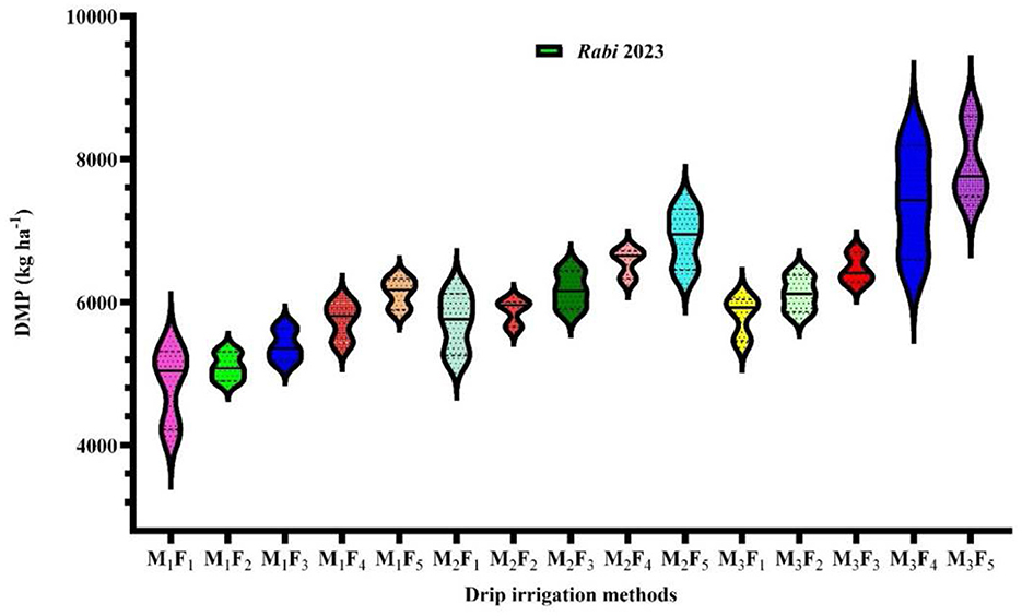 Violin plot illustrating DMP (kg ha⁻¹) across different drip irrigation methods labeled M₁F₁ to M₃F₅ for Rabi 2023. Vertical spread and width indicate distribution and frequency of values, with varying colors representing each method.
