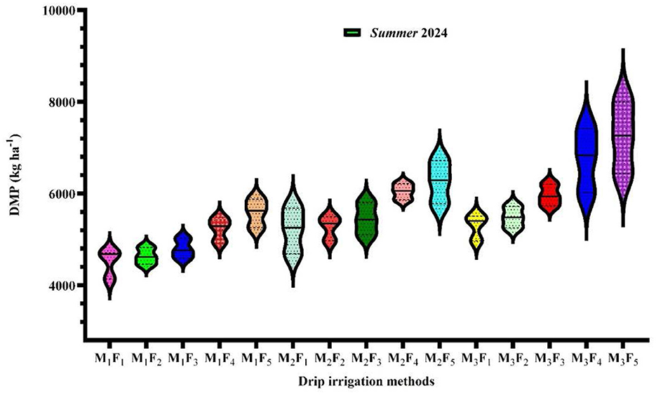 Violin plot showing DMP (in kilograms per hectare) across various drip irrigation methods during Summer 2024. X-axis lists different irrigation methods (M1F1 to M3F5), and the Y-axis shows DMP values ranging from 4000 to 10000. Each method has a distinctively colored violin shape indicating data distribution.