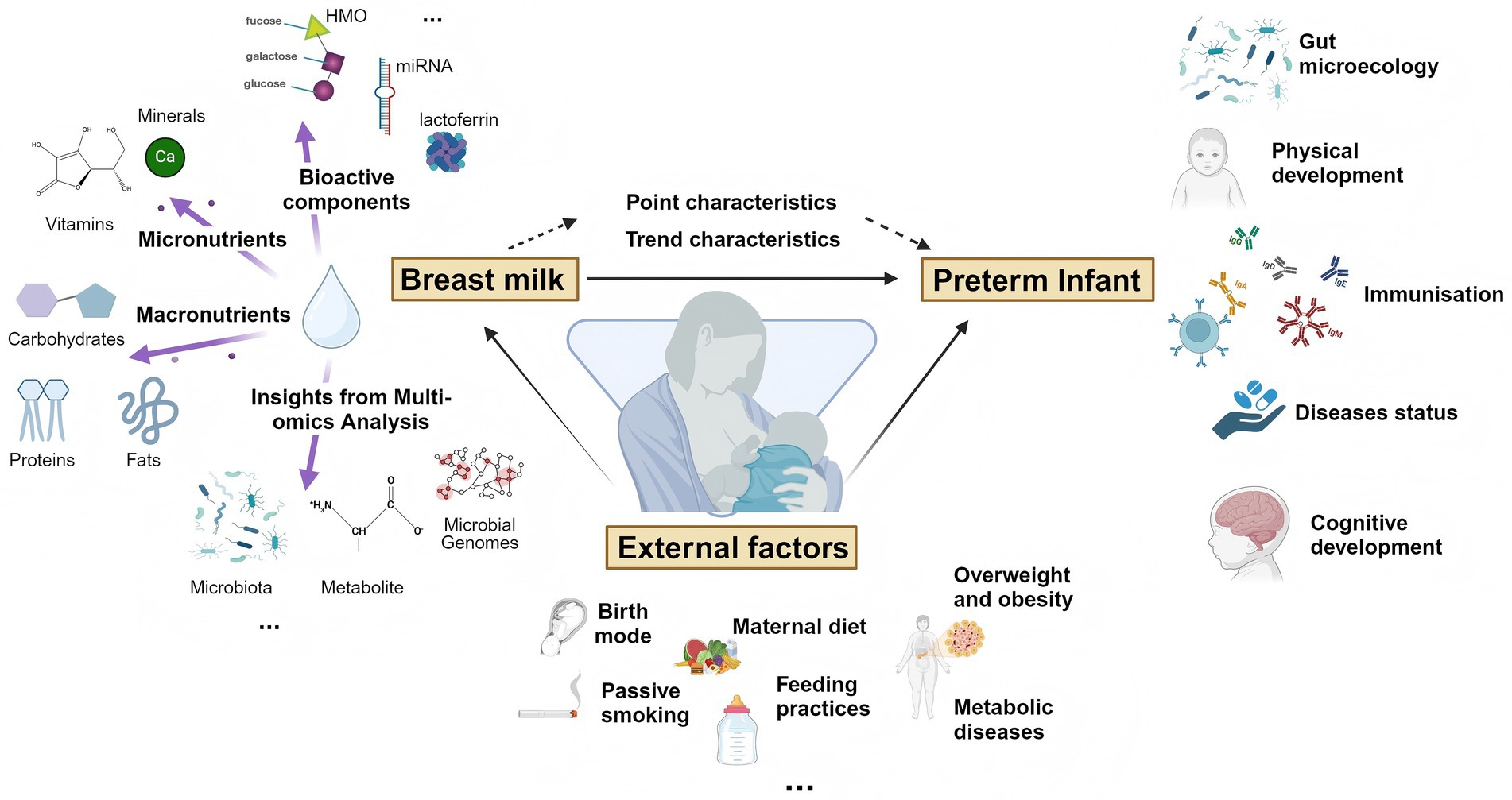 Diagram illustrating the relationship between breast milk and preterm infants. Breast milk provides bioactive components and macronutrients, analyzed via multi-omics, impacting preterm infants' gut microecology, physical development, immunization, disease status, and cognitive development. External factors like birth mode, maternal diet, smoking, feeding practices, obesity, and metabolic diseases influence this interaction. Central image of a person breastfeeding highlights these connections.