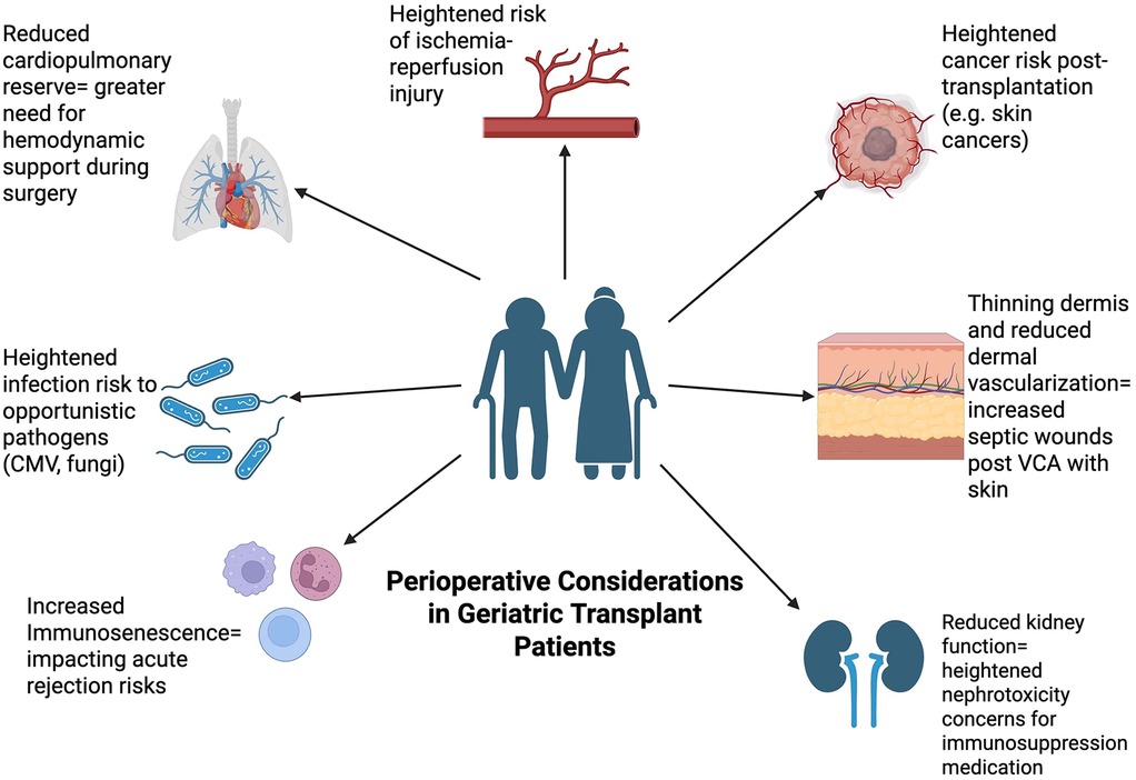 Diagram illustrating perioperative considerations in geriatric transplant patients. Depicts issues such as reduced cardiopulmonary reserve, heightened ischemia-reperfusion injury risk, increased cancer risk post-transplantation, thinning dermis and increased septic wound risk, heightened infection risk to pathogens, increased immunosenescence affecting rejection risks, and reduced kidney function causing heightened nephrotoxicity concerns. Central image shows elderly figures holding hands.