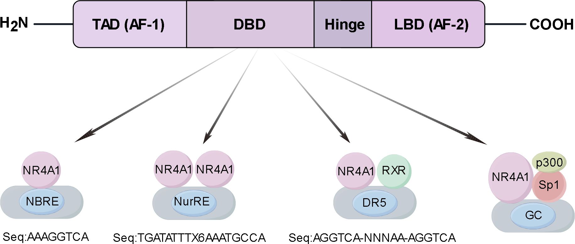 Diagram illustrating the structure and interactions of NR4A1 protein domains. The top section shows the protein domains: TAD (AF-1), DBD, Hinge, and LBD (AF-2) from N-terminus to C-terminus. Arrows point to different binding interactions: NR4A1 with NBRE (sequence: AAAGGTCA), a homodimer of NR4A1 with NurRE (sequence: TGATATTTX6AAATGCCA), NR4A1 with RXR binding to DR5 (sequence: AGGTCA-NNNAA-AGGTCA), and NR4A1 interacting with p300 and Sp1 at GC (sequence: not specified).