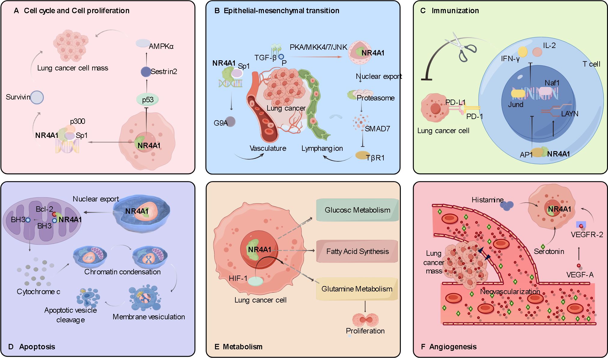 Diagram showing mechanisms of NR4A1 in lung cancer processes. Panel A: cell cycle and proliferation involve p53 and AMPKα pathways. Panel B: epithelial-mesenchymal transition with TGF-β signaling. Panel C: immunization highlights PD-1 and PD-L1 interactions. Panel D: apoptosis involves Bcl-2 and chromatin condensation. Panel E: metabolism shows glucose, fatty acid, glutamine pathways linked to proliferation. Panel F: angiogenesis involves VEGFR-2 and VEGF-A in neovascularization. Each panel depicts specific cellular interactions and pathways related to NR4A1 in lung cancer.