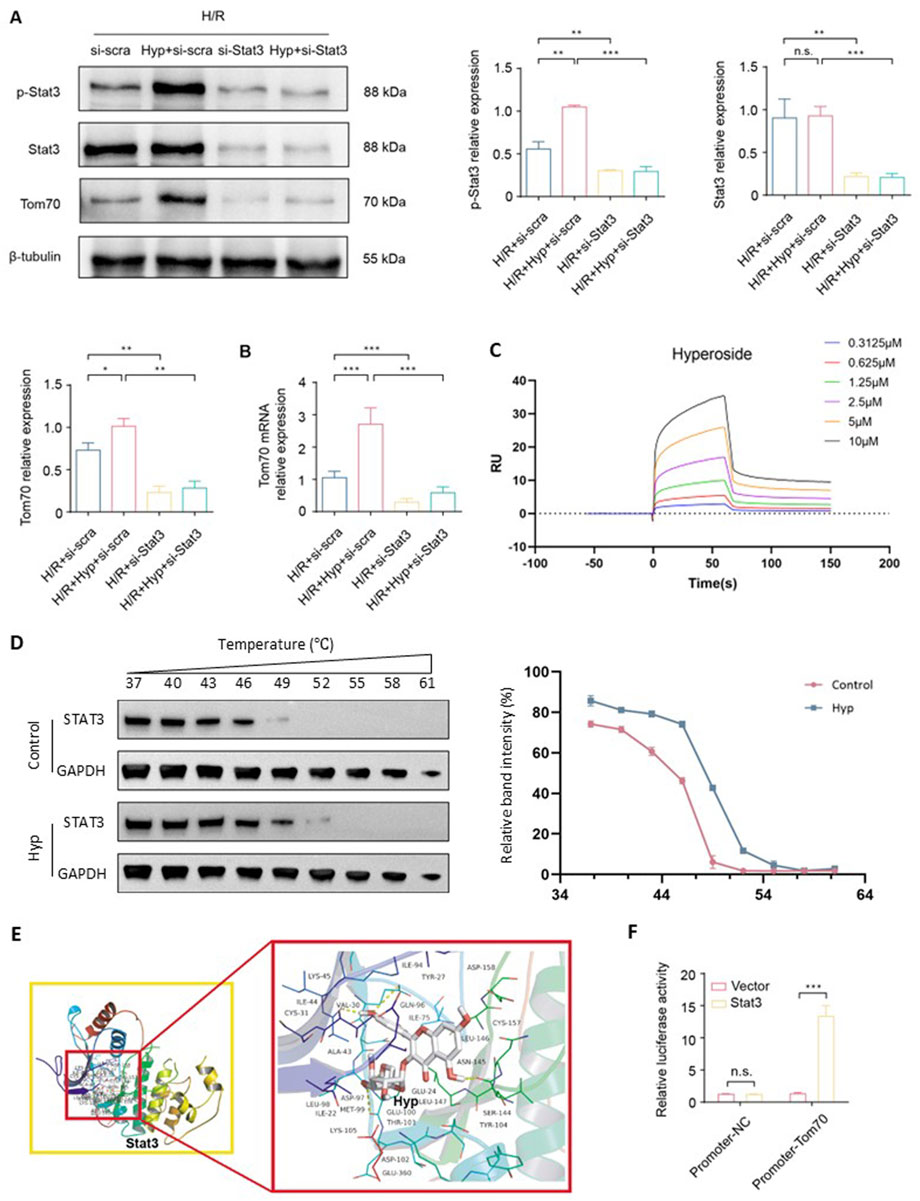 Composite image illustrating scientific research data. Panel A shows Western blots of proteins p-Stat3, Stat3, Tom70, and β-tubulin, with corresponding bar graphs indicating relative expression levels under different conditions. Panel B presents bar graphs of Tom70 mRNA relative expression. Panel C depicts a sensorgram of hyperoside binding at various concentrations. Panel D contains thermal shift assay data with blots for STAT3 and GAPDH, along with a graph of relative band intensity versus temperature. Panel E presents a molecular docking simulation of hyperoside with Stat3. Panel F shows a bar graph of luciferase activity related to Tom70 promoter activity.
