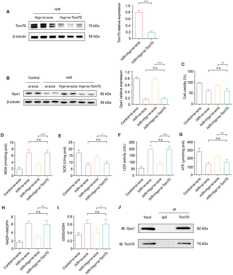 Western blot and bar graph images depict the effects of Hypoxia/Reoxygenation (H/R) treatment on various protein expressions and cellular activities. Panels A and B show blots of Tom70 and Opa1 proteins, respectively, with corresponding expression levels. Panel C illustrates cell viability percentages. Panels D to I display MDA, SOD, LDH activity, ATP, NADP+/NADPH, and GSSG/GSH levels. Panel J shows co-immunoprecipitation of Opa1 and Tom70. Statistical significance is indicated by asterisks, with