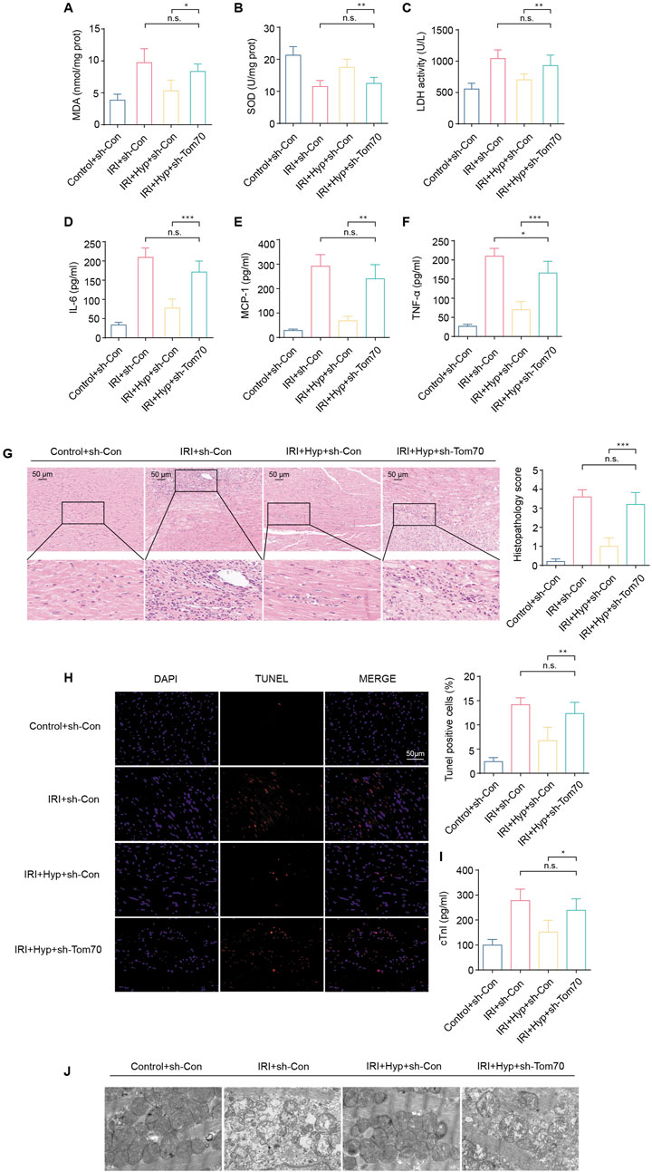 Bar graphs and images show various biological measurements and histological analyses related to experimental groups. Panels A-F display levels of MDA, SOD, LDH activity, IL-6, MCP-1, and TNF-α in different treatments, with statistical significance indicated. Panel G includes histological images comparing tissue morphology across control and treatment groups, with a corresponding bar graph showing histopathology scores. Panel H presents DAPI, TUNEL, and merge images, with a graph of TUNEL-positive cell percentages. Panel J shows microscopic images comparing cellular structures in different groups. Statistical significance is denoted with asterisks.