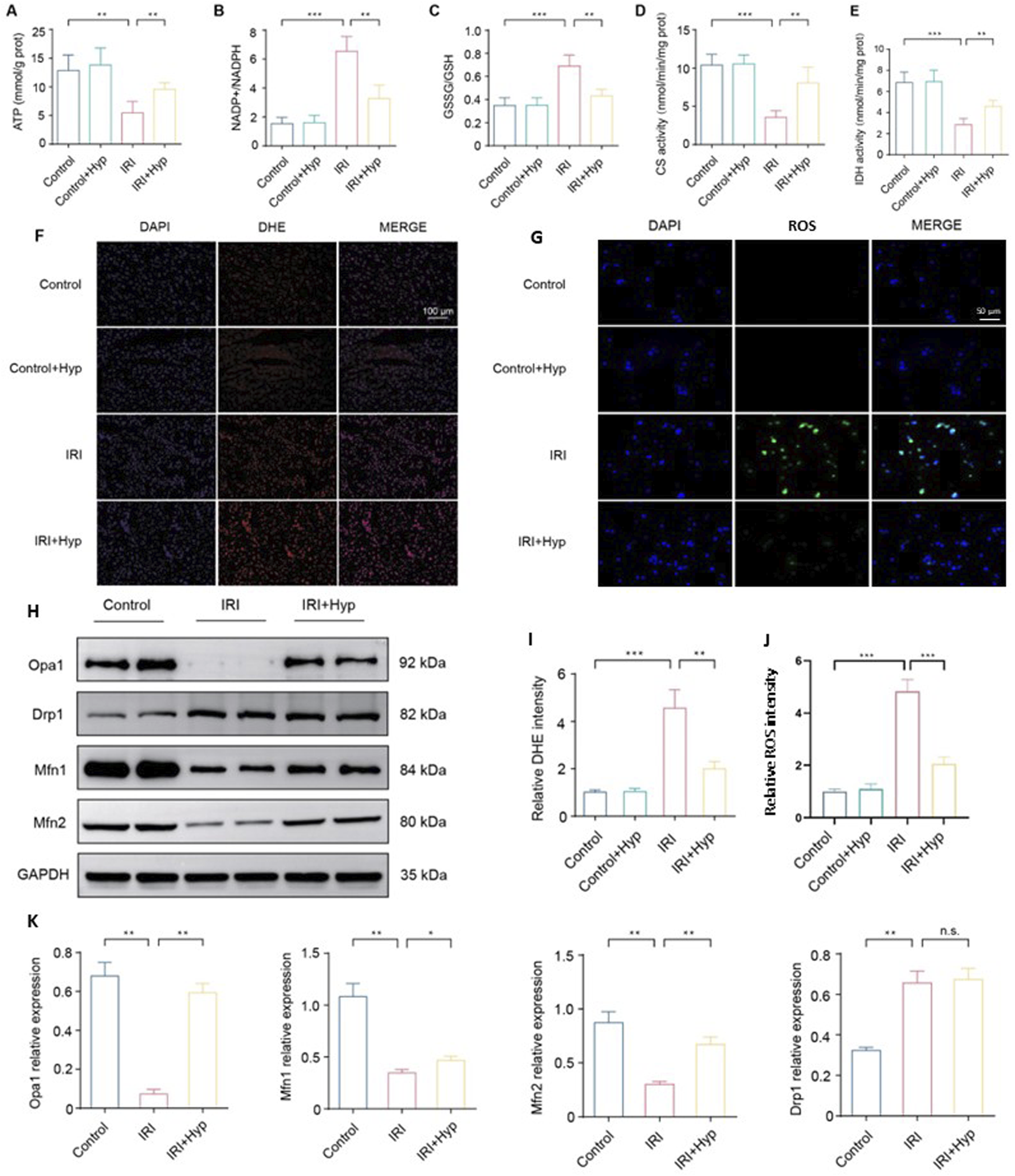 Various panels display experimental data. Graphs A to E show levels of ATP, NADP+/NADH, GSSG/GSH, CS activity, and IDH activity across different conditions. Images F and G depict DAPI, DHE, ROS staining, and their merges, comparing control and experimental groups. Panel H presents Western blots for proteins Opa1, Drp1, Mfn1, Mfn2, and GAPDH. Graphs I to K highlight relative DHE and ROS intensity, and protein expression, respectively. The data illustrate changes in cellular activity and protein expression due to treatments.