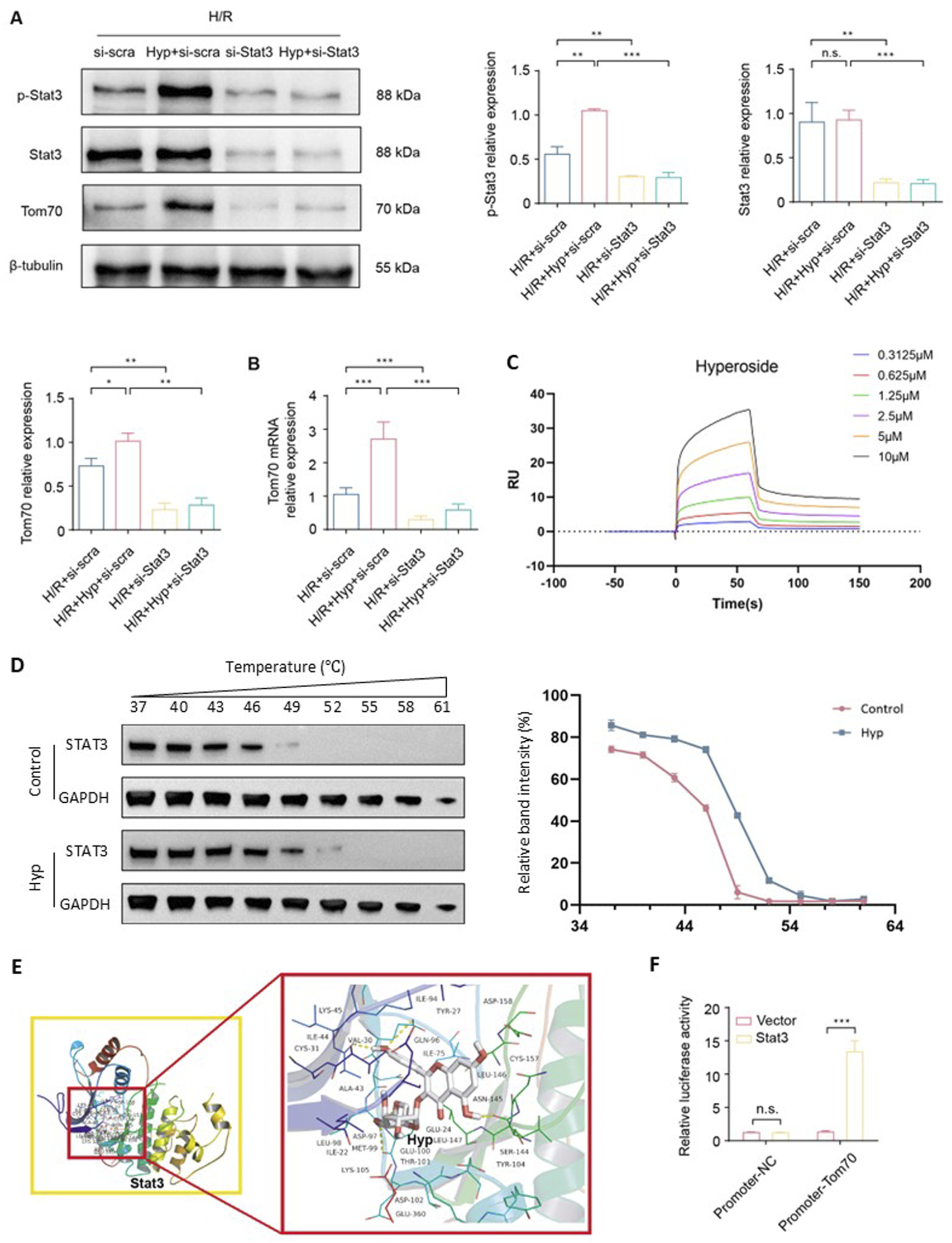 Composite image illustrating scientific research data. Panel A shows Western blots of proteins p-Stat3, Stat3, Tom70, and β-tubulin, with corresponding bar graphs indicating relative expression levels under different conditions. Panel B presents bar graphs of Tom70 mRNA relative expression. Panel C depicts a sensorgram of hyperoside binding at various concentrations. Panel D contains thermal shift assay data with blots for STAT3 and GAPDH, along with a graph of relative band intensity versus temperature. Panel E presents a molecular docking simulation of hyperoside with Stat3. Panel F shows a bar graph of luciferase activity related to Tom70 promoter activity.