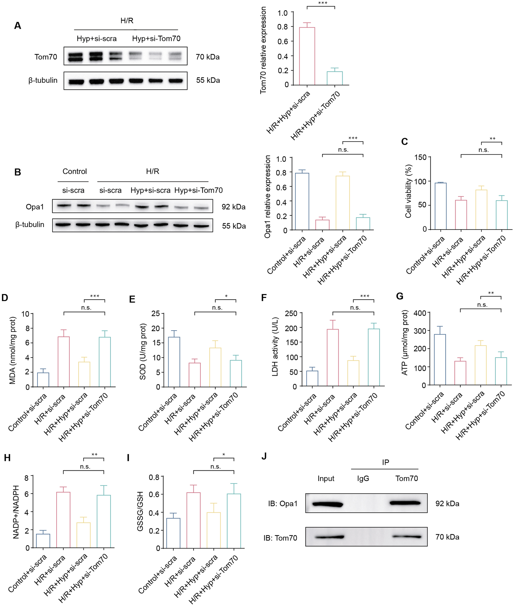 Western blot and bar graph images depict the effects of Hypoxia/Reoxygenation (H/R) treatment on various protein expressions and cellular activities. Panels A and B show blots of Tom70 and Opa1 proteins, respectively, with corresponding expression levels. Panel C illustrates cell viability percentages. Panels D to I display MDA, SOD, LDH activity, ATP, NADP+/NADPH, and GSSG/GSH levels. Panel J shows co-immunoprecipitation of Opa1 and Tom70. Statistical significance is indicated by asterisks, with "n.s." denoting non-significant differences. Each experiment includes multiple conditions, such as si-scrambled and si-Tom70 treatments.