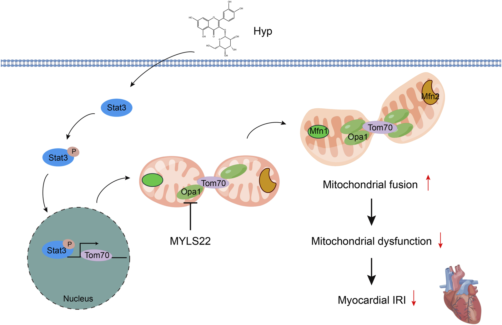 Diagram illustrating the molecular process involving Hyp and Stat3 in enhancing mitochondrial fusion and reducing mitochondrial dysfunction and myocardial ischemia-reperfusion injury. Hyp activates Stat3, which enters the nucleus to promote Tom70 expression. Tom70 interacts with Opa1 in mitochondria, leading to increased fusion via Mfn1 and Mfn2, reducing dysfunction and myocardial injury.