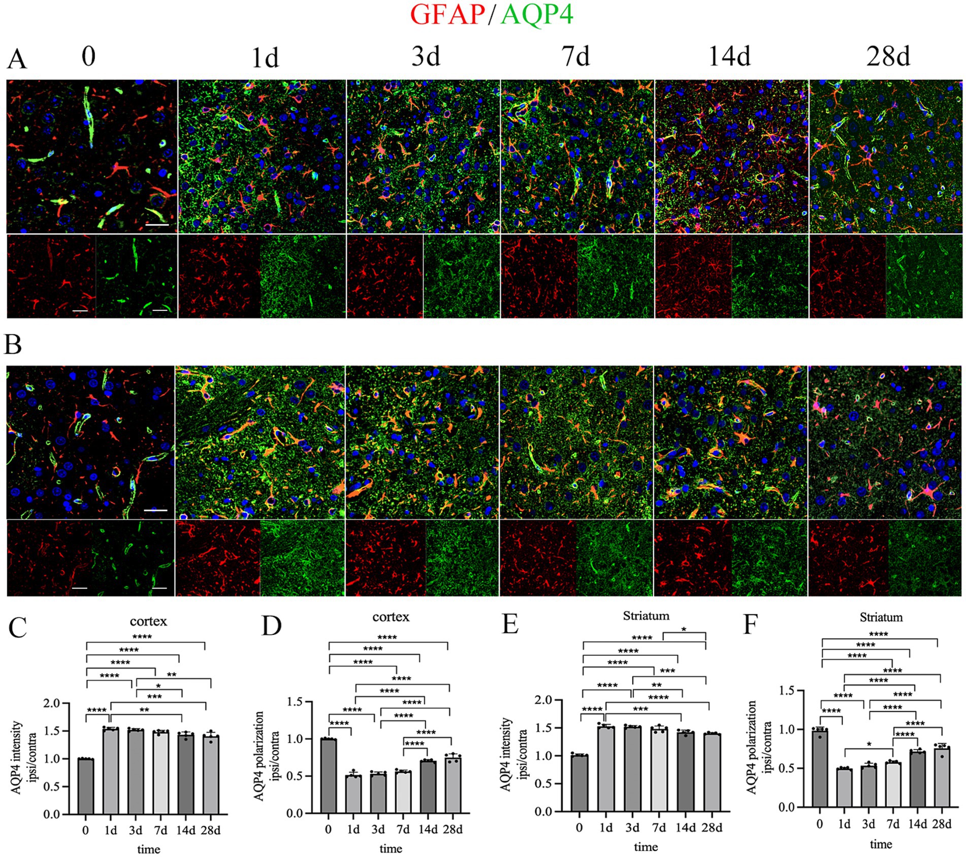 Fluorescence images and bar charts depicting GFAP and AQP4 expression over time. Panels A and B show immunofluorescence at different time points (0, 1, 3, 7, 14, 28 days) with GFAP in red, AQP4 in green, and nuclei in blue. Panels C-F present bar charts illustrating AQP4 intensity and polarization in cortex and striatum, with significant differences marked by asterisks.