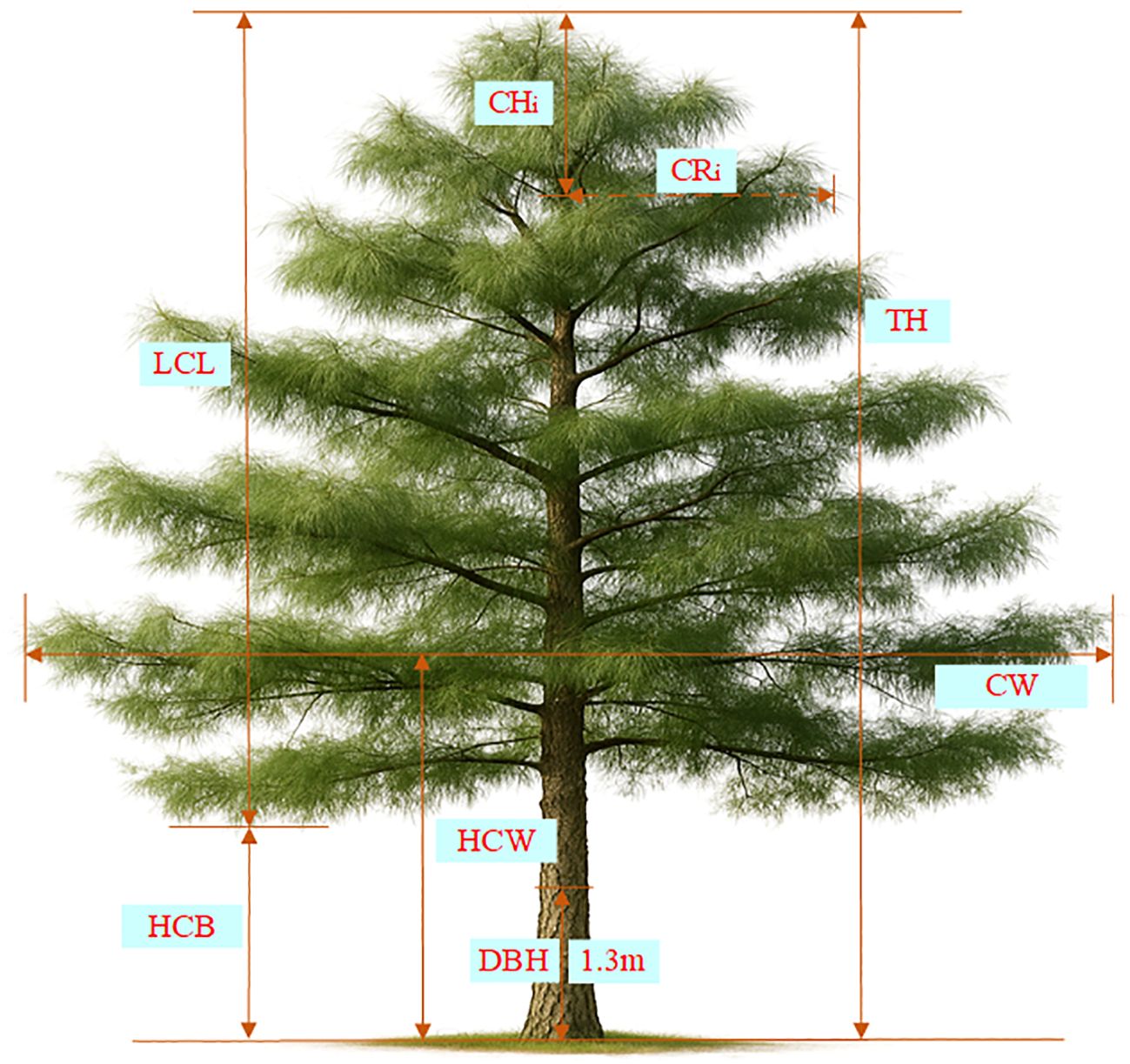 Illustration of a tree with labeled dimensions for different parts: CHi (Crown Height), CRi (Crown Radius), LCL (Lowest Crown Level), TH (Total Height), CW (Crown Width), HCB (Height to Crown Base), HCW (Height to Crown Width), and DBH (Diameter at Breast Height) at 1.3 meters. Orange arrows indicate measurements.