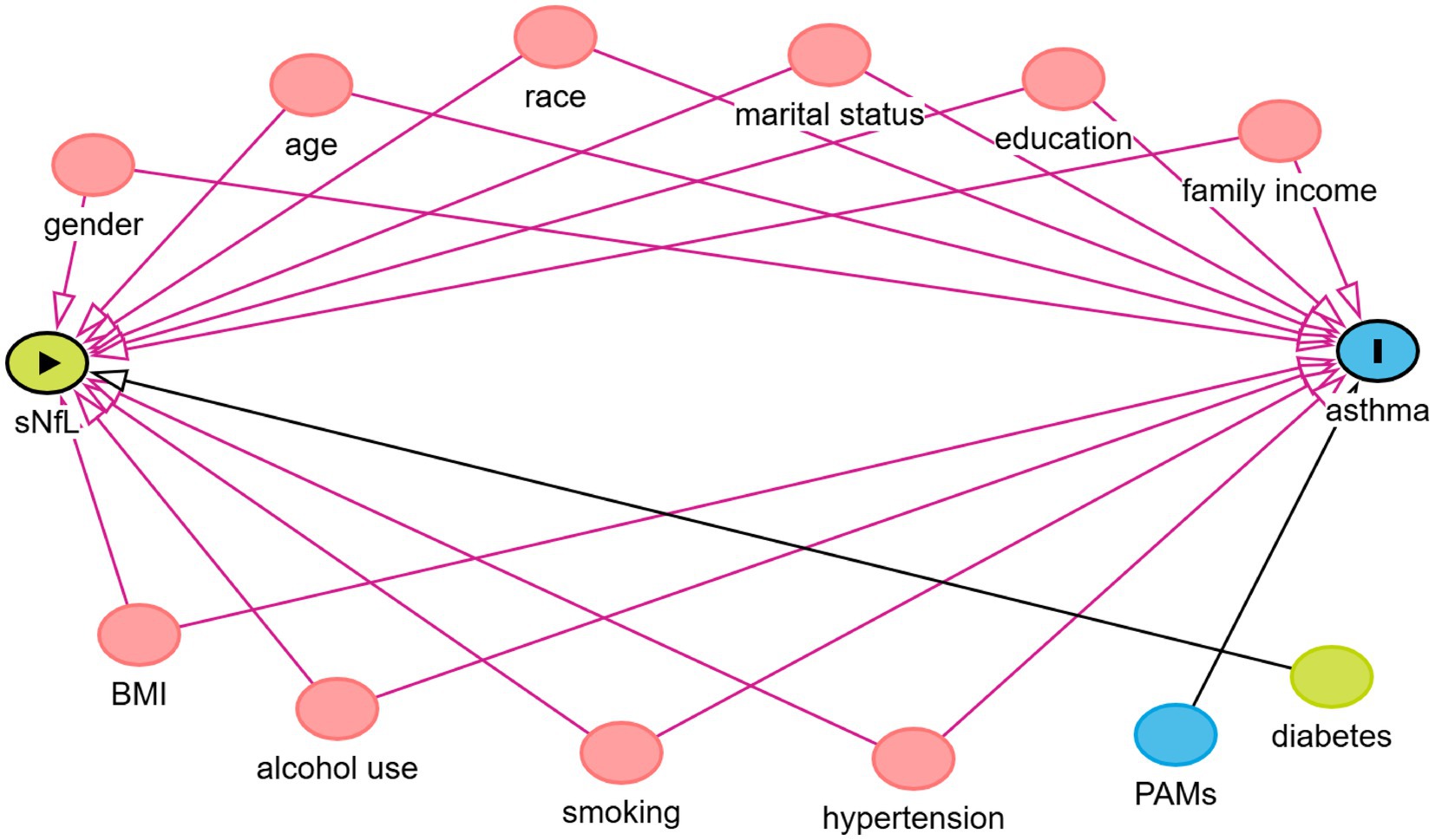 Diagram showing factors affecting asthma and sNfL. Factors like age, gender, BMI, and others point to sNfL and asthma, with asthma also linked to diabetes and PAMs. Arrows depict relationships.