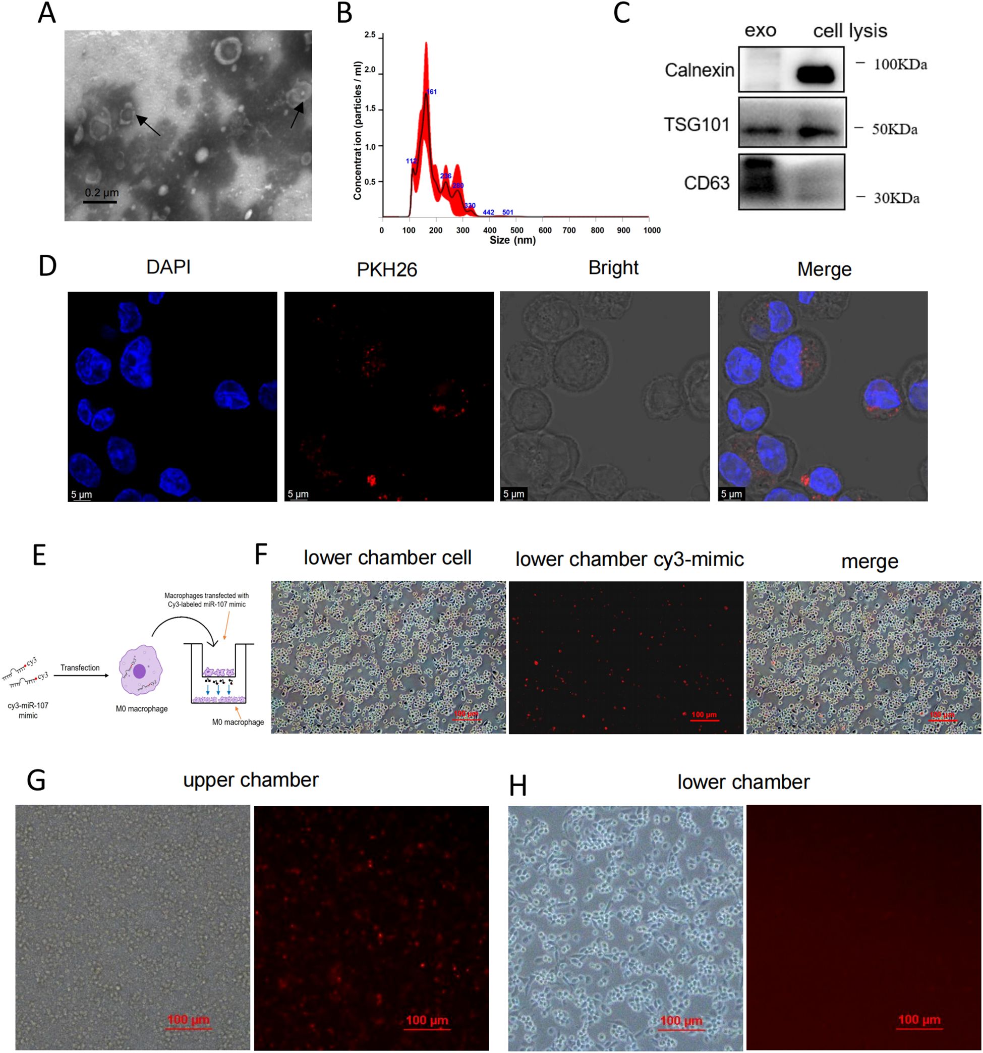 A: Transmission electron microscopy image showing exosomes with arrows indicating particles. B: Graph displaying particle size distribution of exosomes. C: Western blot analysis of specific proteins in exosomes and cell lysates. D: Four images visualizing cells with DAPI, PKH26 staining, bright field, and merged view. E: Diagram illustrating macrophage transfection process with labeled miRNA. F: Images of cells and Cy3-mimic transfection in a lower chamber, including merged view. G: Upper chamber cell images with focus on Cy3-mimic transfection. H: Lower chamber images showing cell conditions.