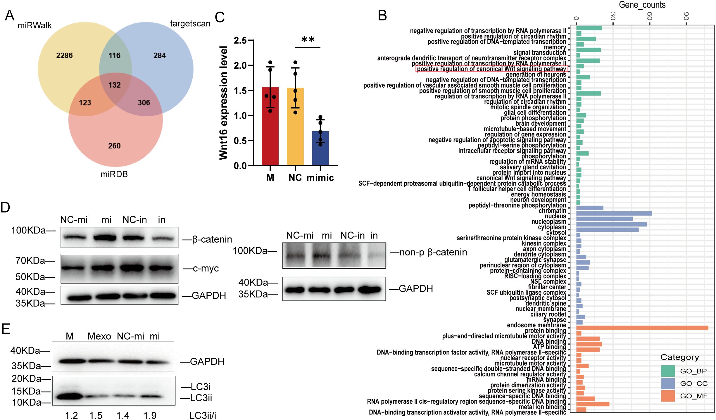 A composite image showing several scientific figures: A) A Venn diagram comparing three databases, miRWalk, targetscan, and miRDB, with overlapping regions indicating shared data. B) A bar chart displaying gene counts for various biological processes, cellular components, and molecular functions, categorized by color. C) A bar graph indicating Wnt16 expression levels across three conditions, with statistical significance denoted by asterisks. D) Western blot results showing protein levels of β-catenin, c-myc, and GAPDH under different conditions. E) Another Western blot analyzing GAPDH and LC3 protein levels, with quantitative ratios provided.